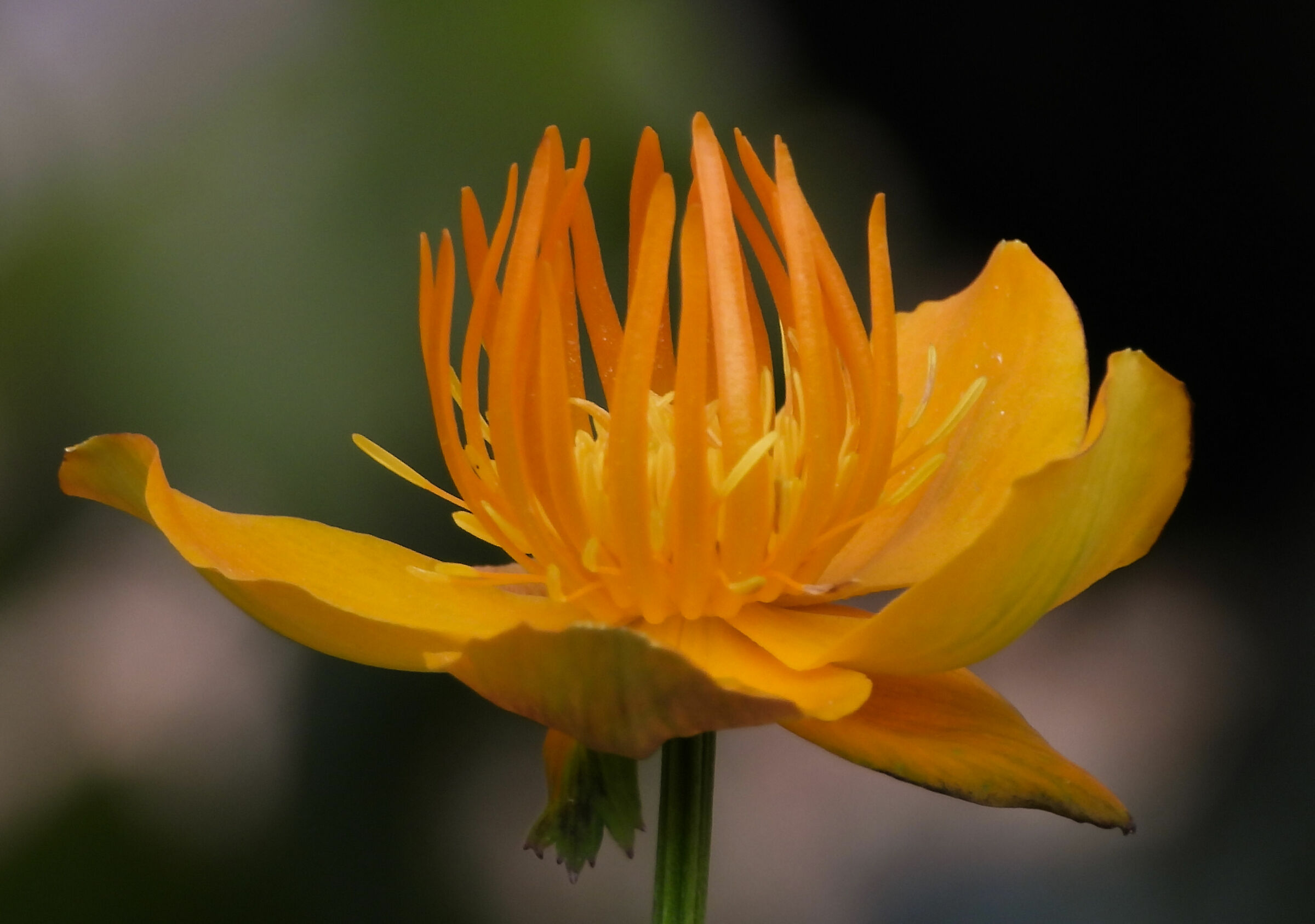 Trollius chinensis orange