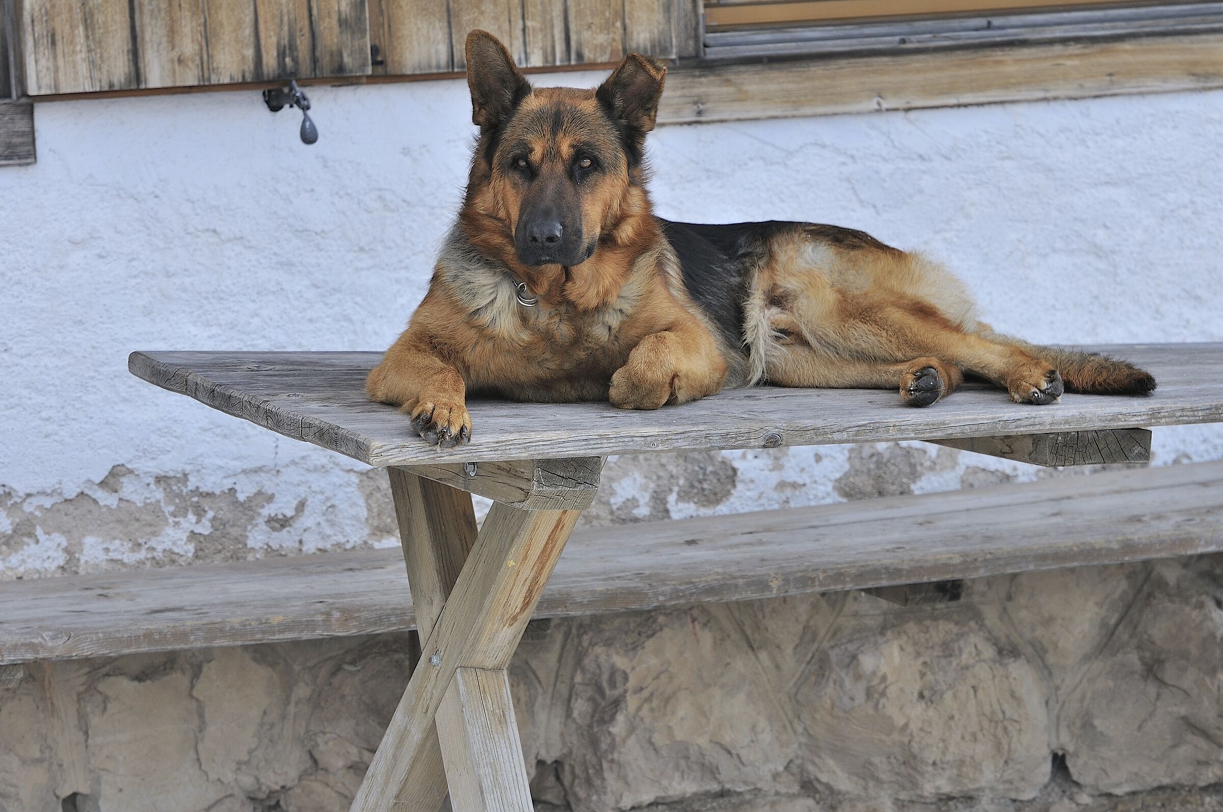 The Wolf of the Palmieri Refuge