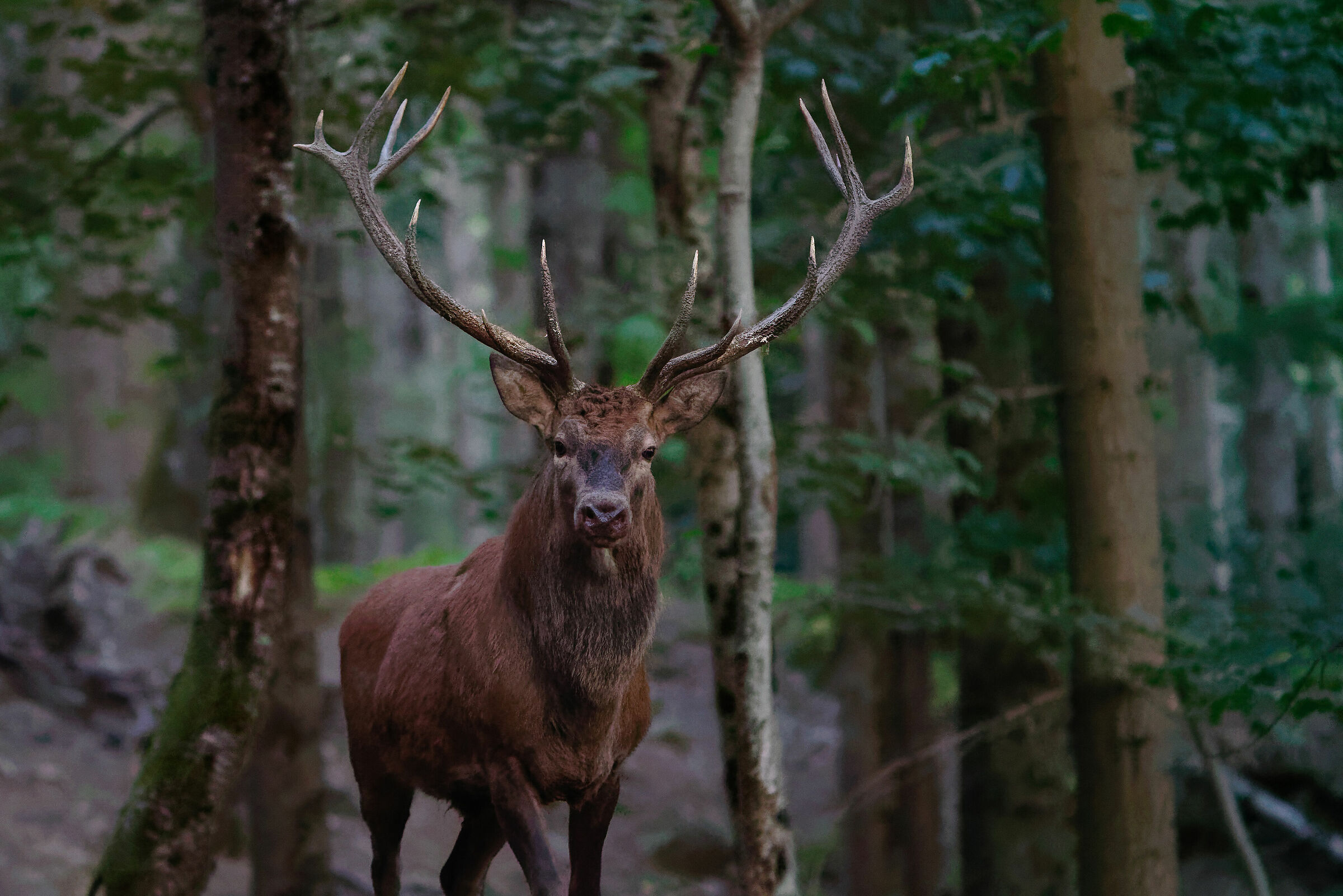 Nel buio della foresta