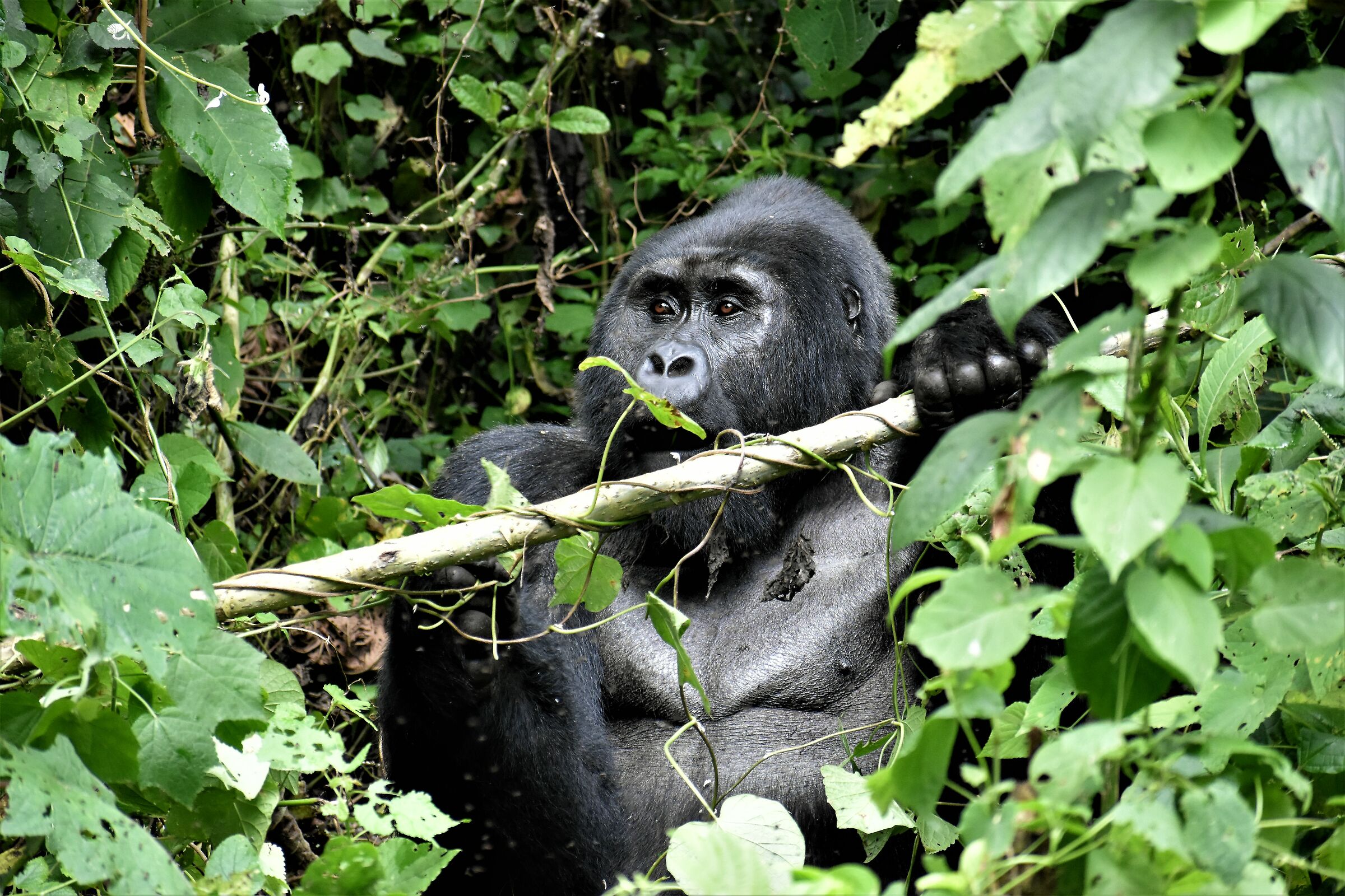 Il pasto del Silverback osserviamolo in silenzio