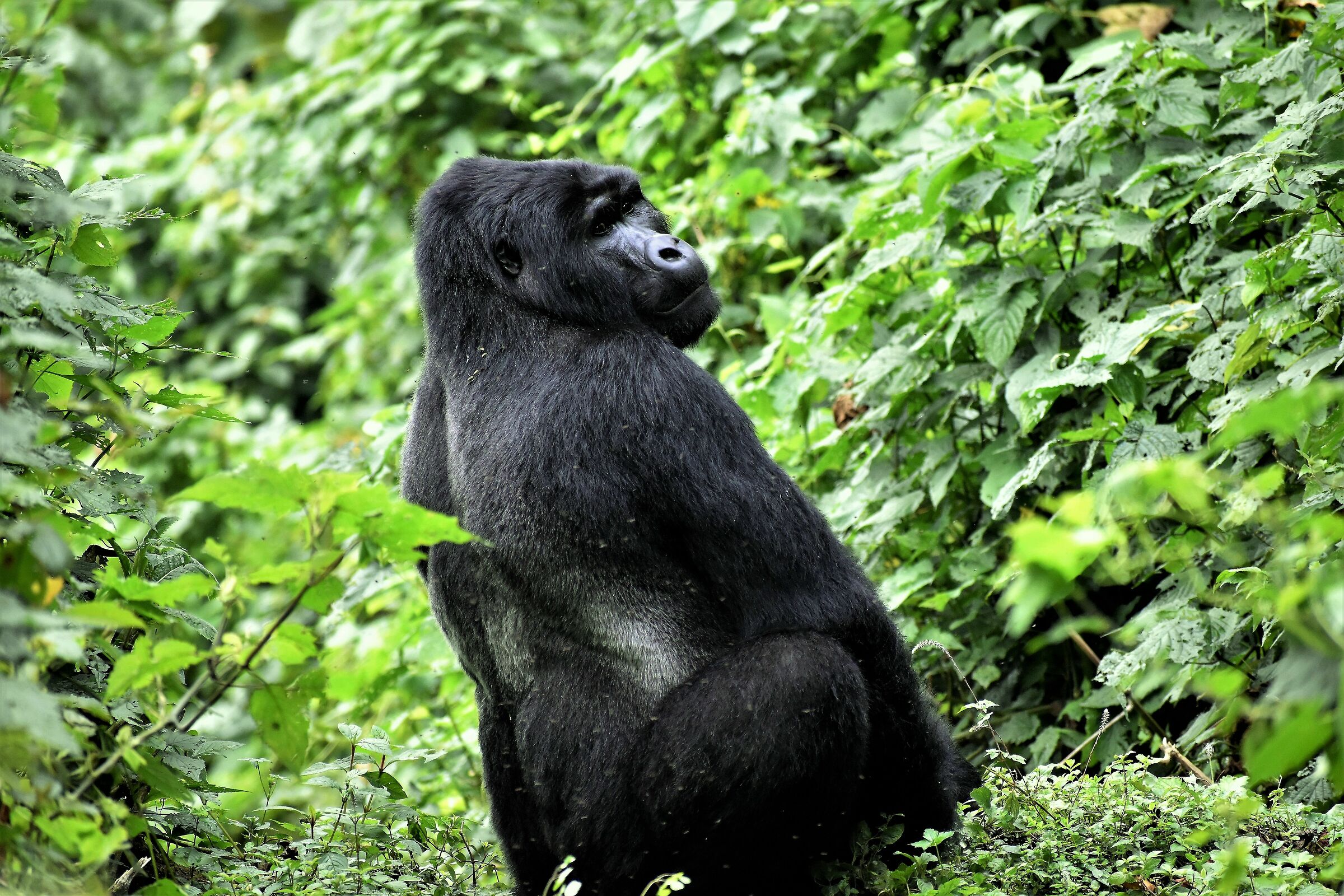 Un futuro da rè per questo giovane