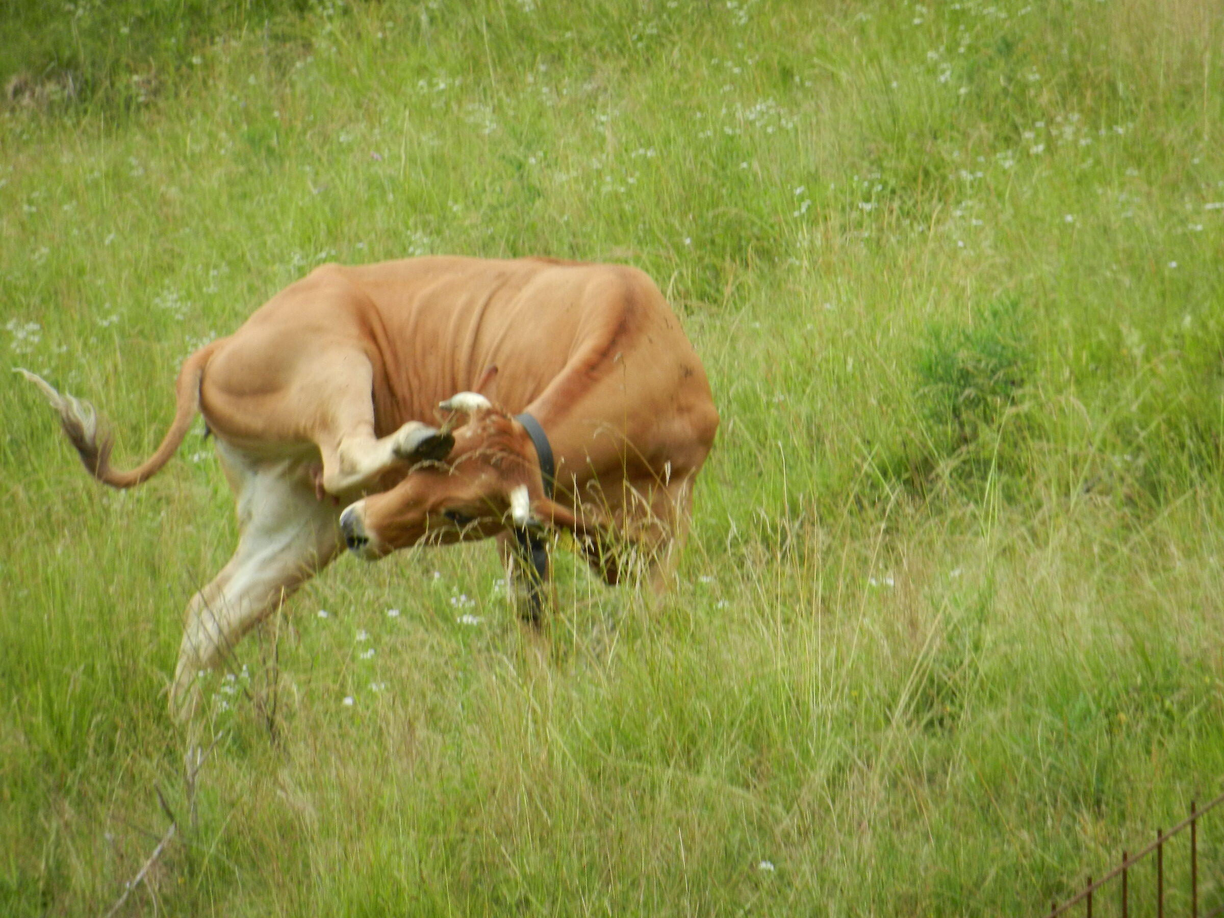 la ballerina di tango