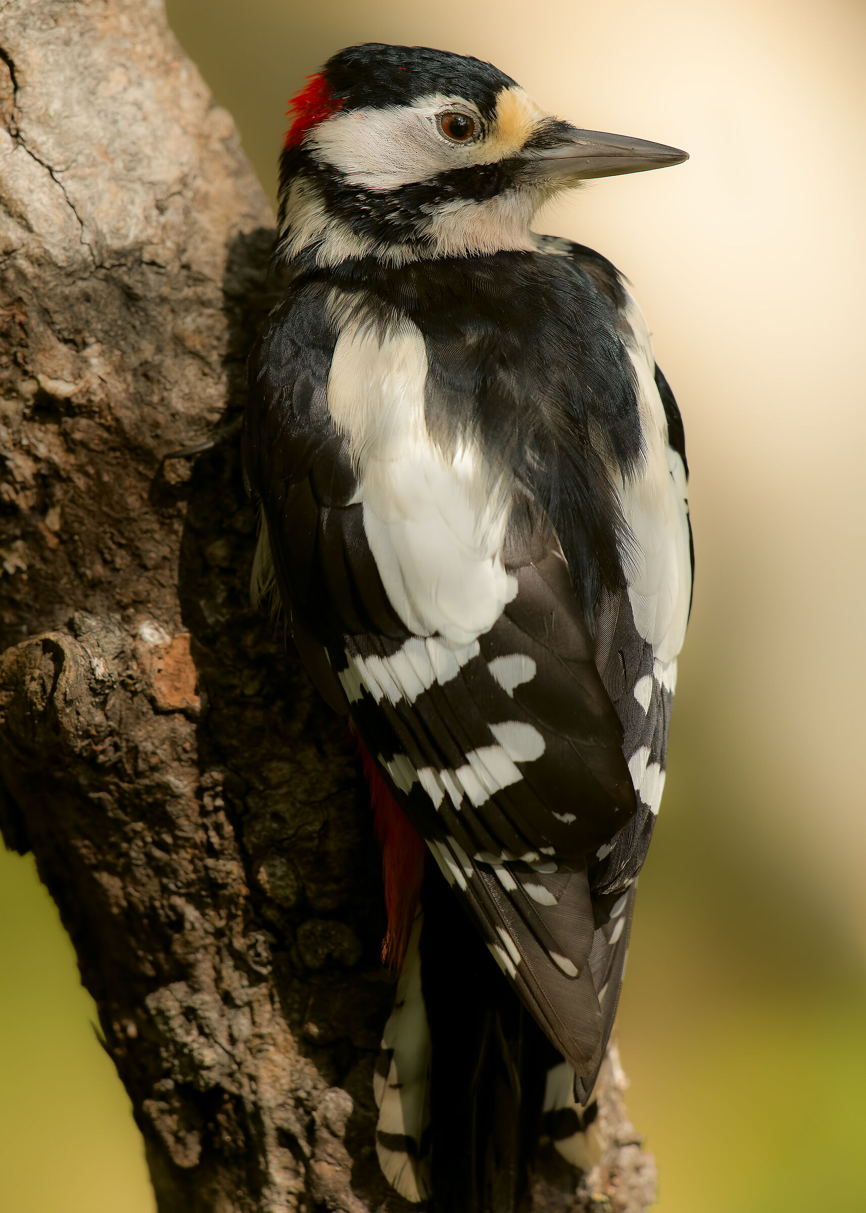picchio rosso maggiore