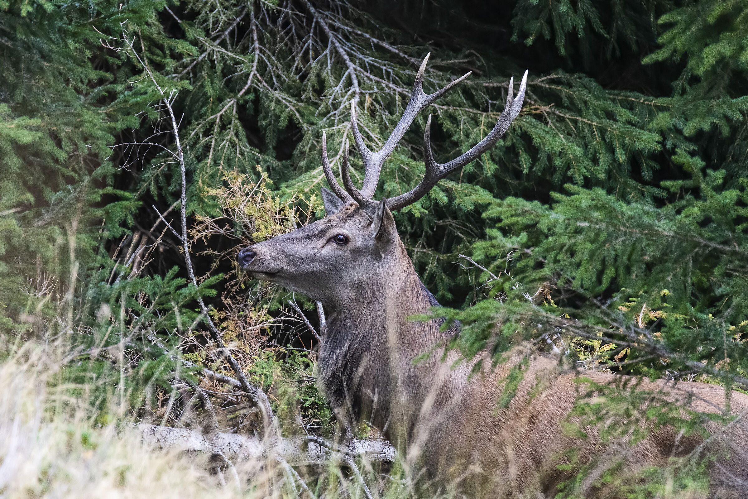 Male deer 2019