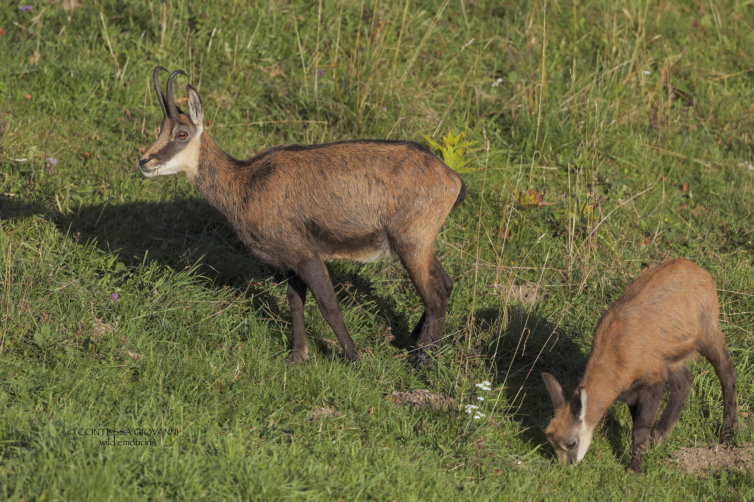 Alpine chamois