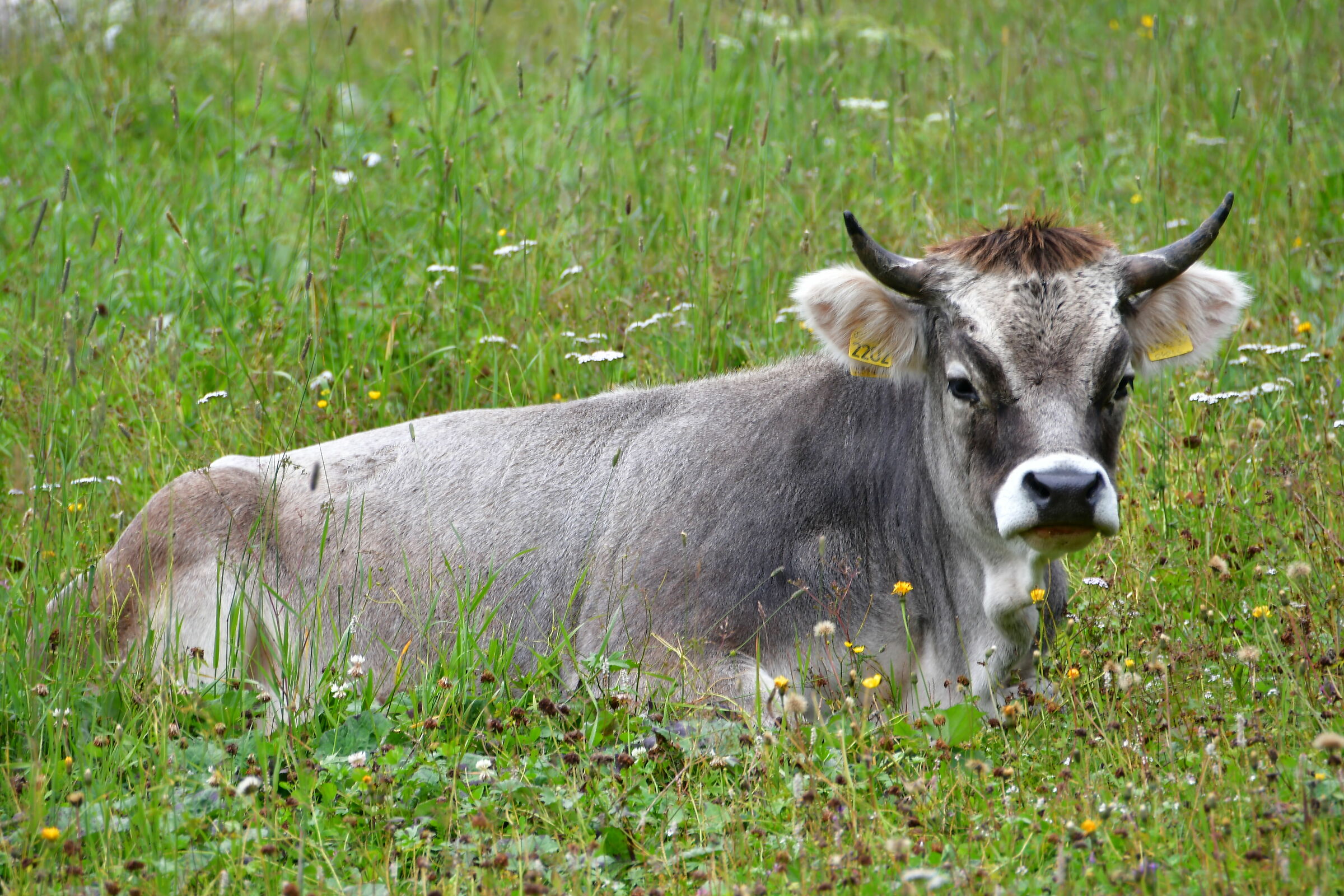....... I'm also in Val di Fassa