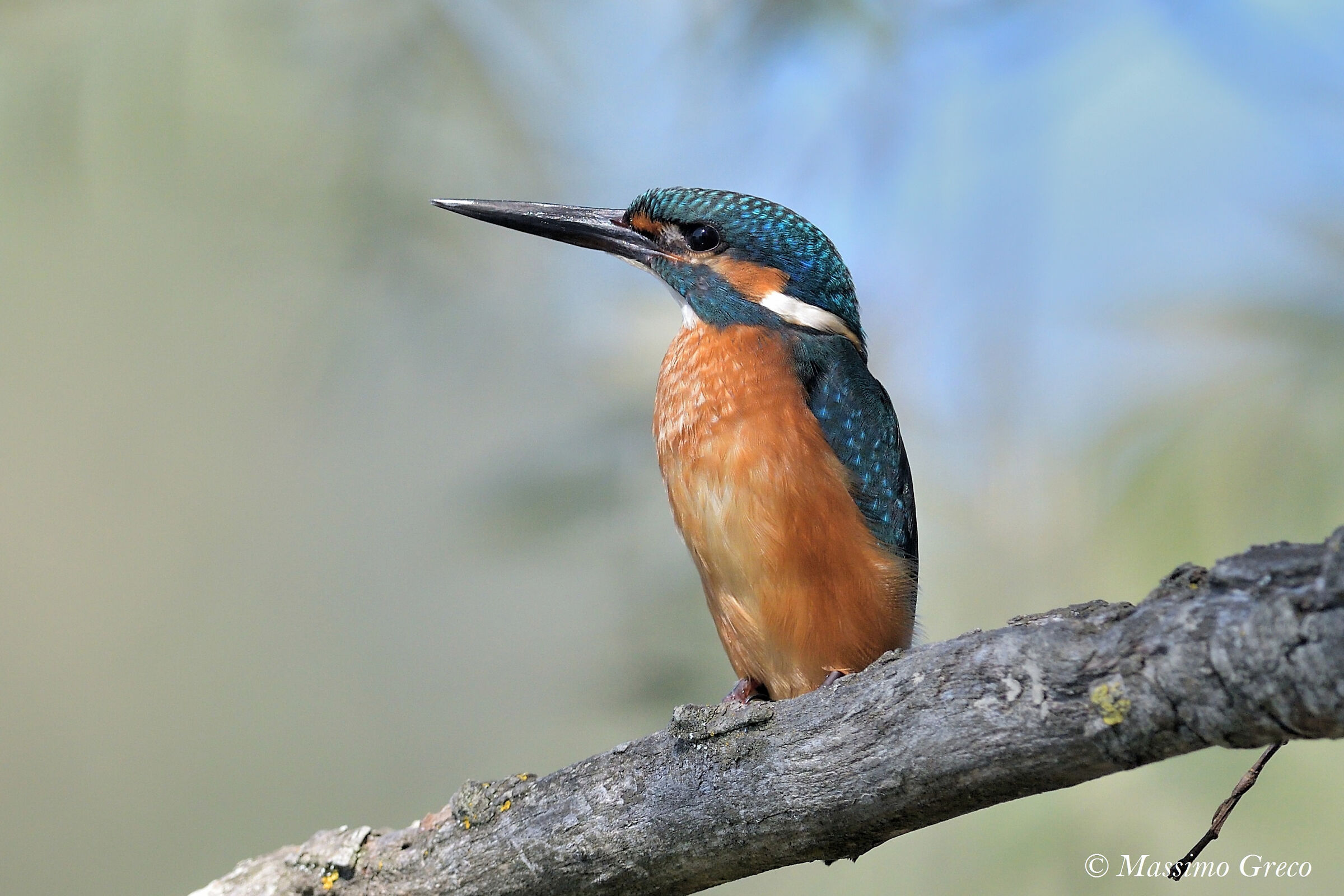 Kingfisher