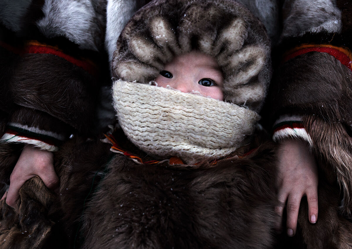 Nenet puppy, Siberia
