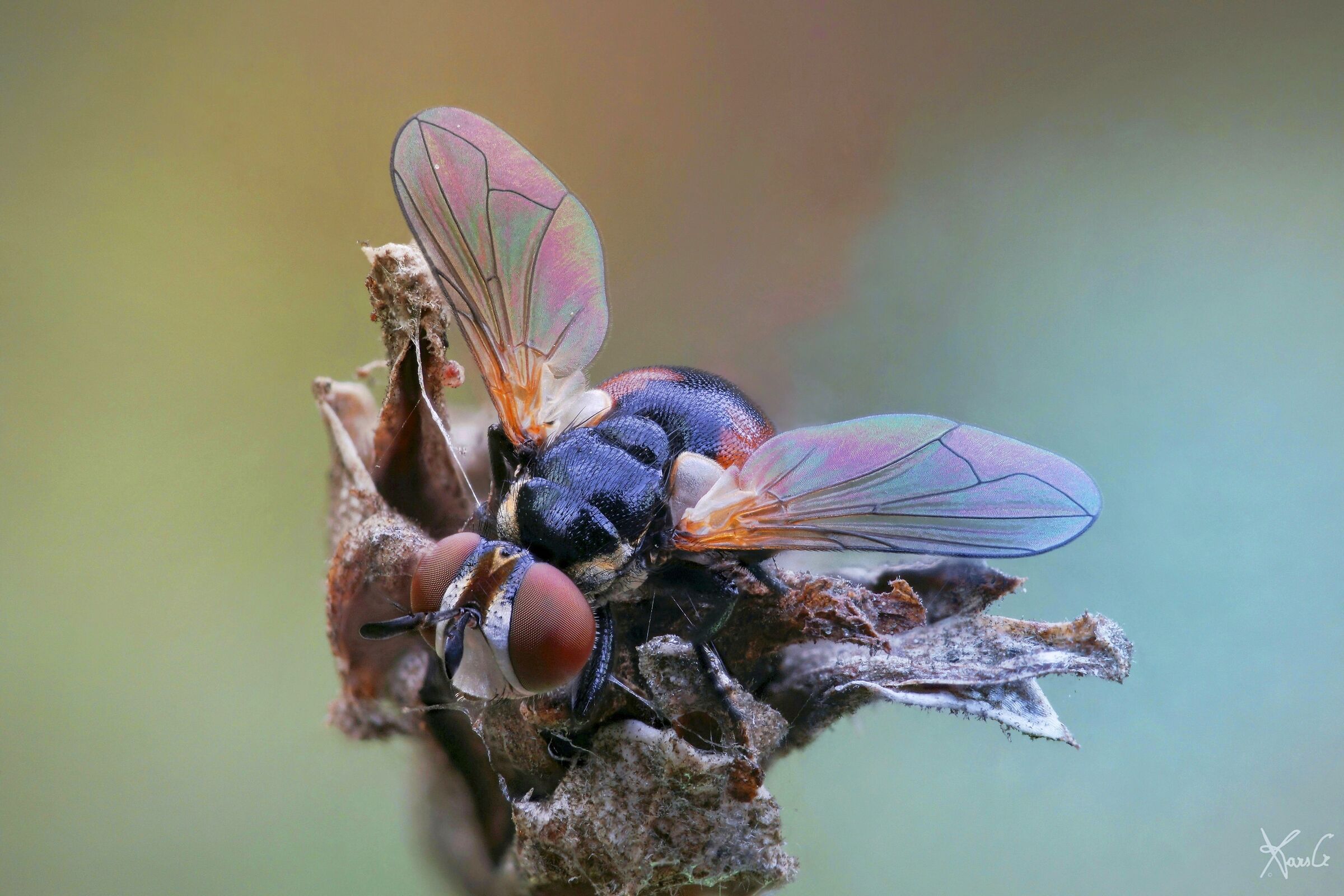 Mini Gymnosoma Sept.