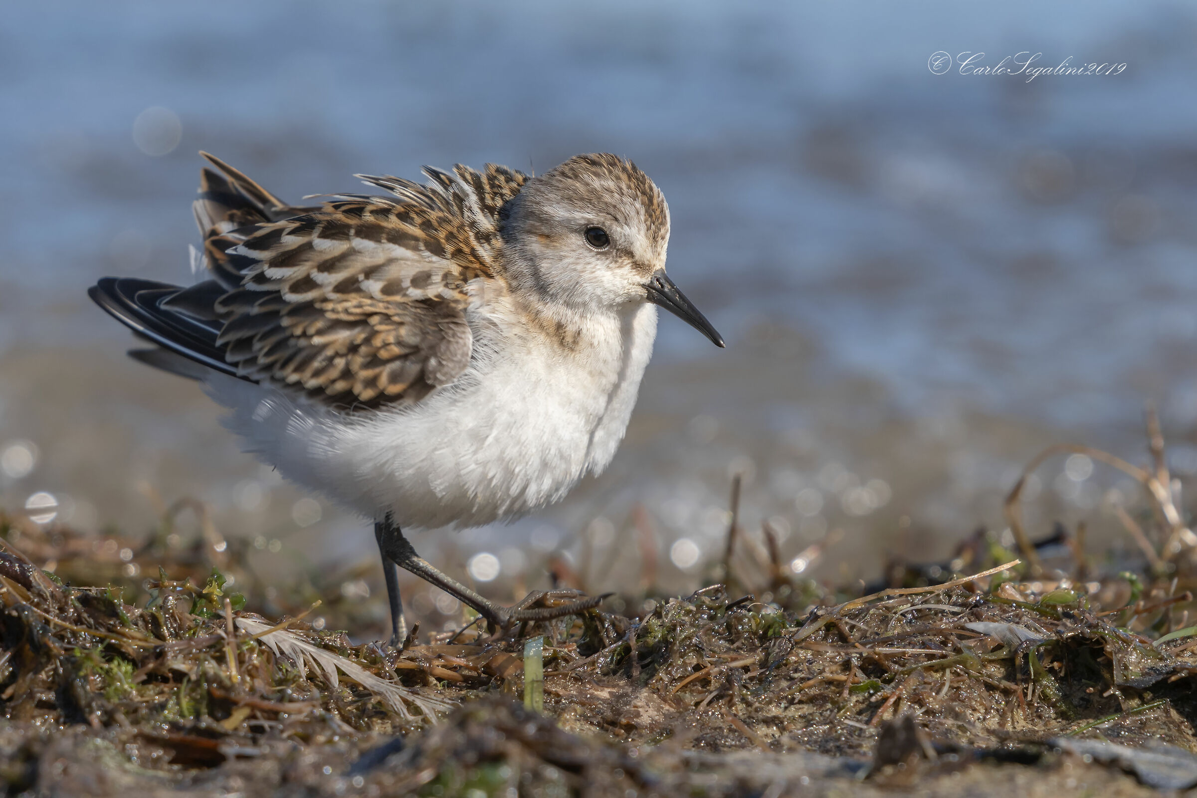 Gambecchio comune (Calidris minuta )