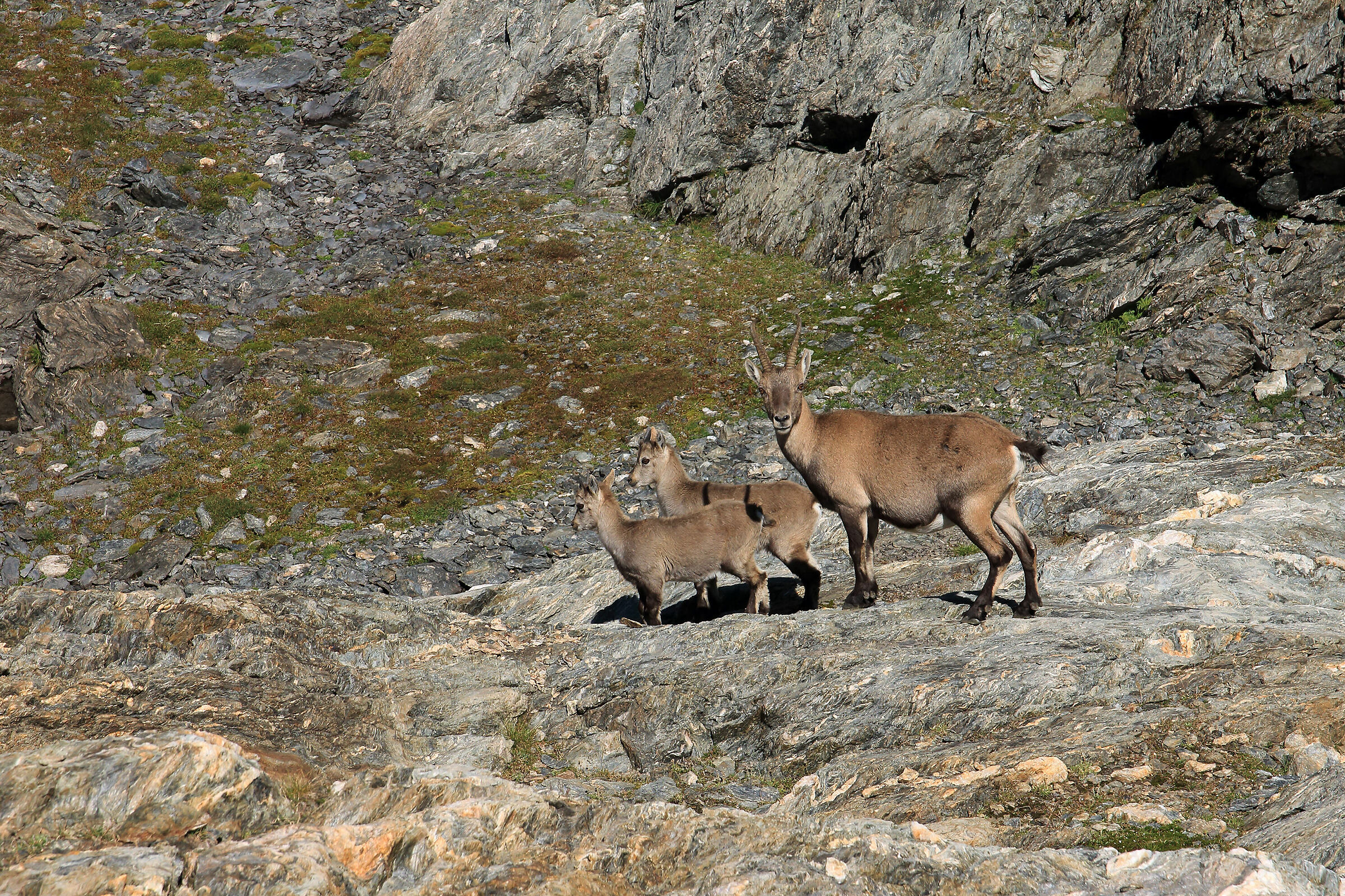 famiglia di stambecchi