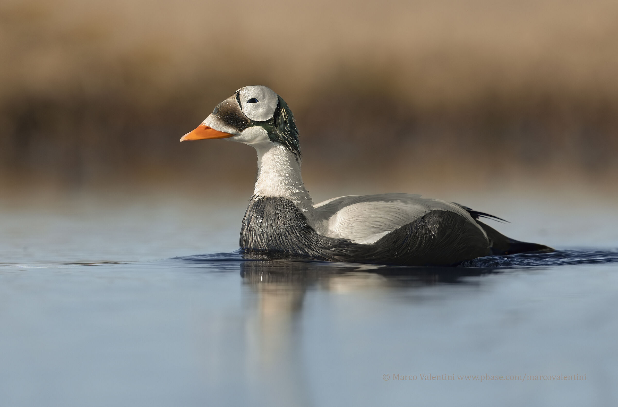 Incomparabile bellezza