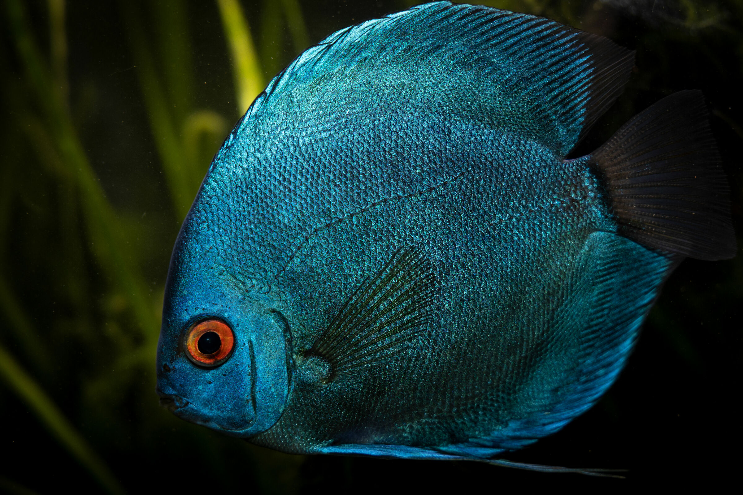 discus