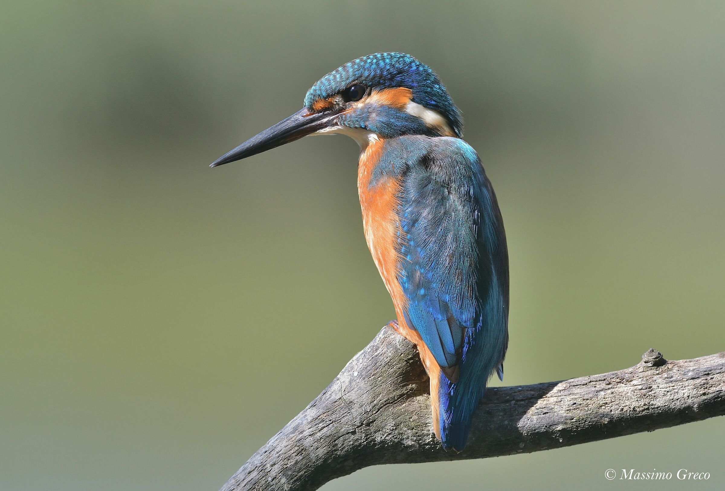 Kingfisher