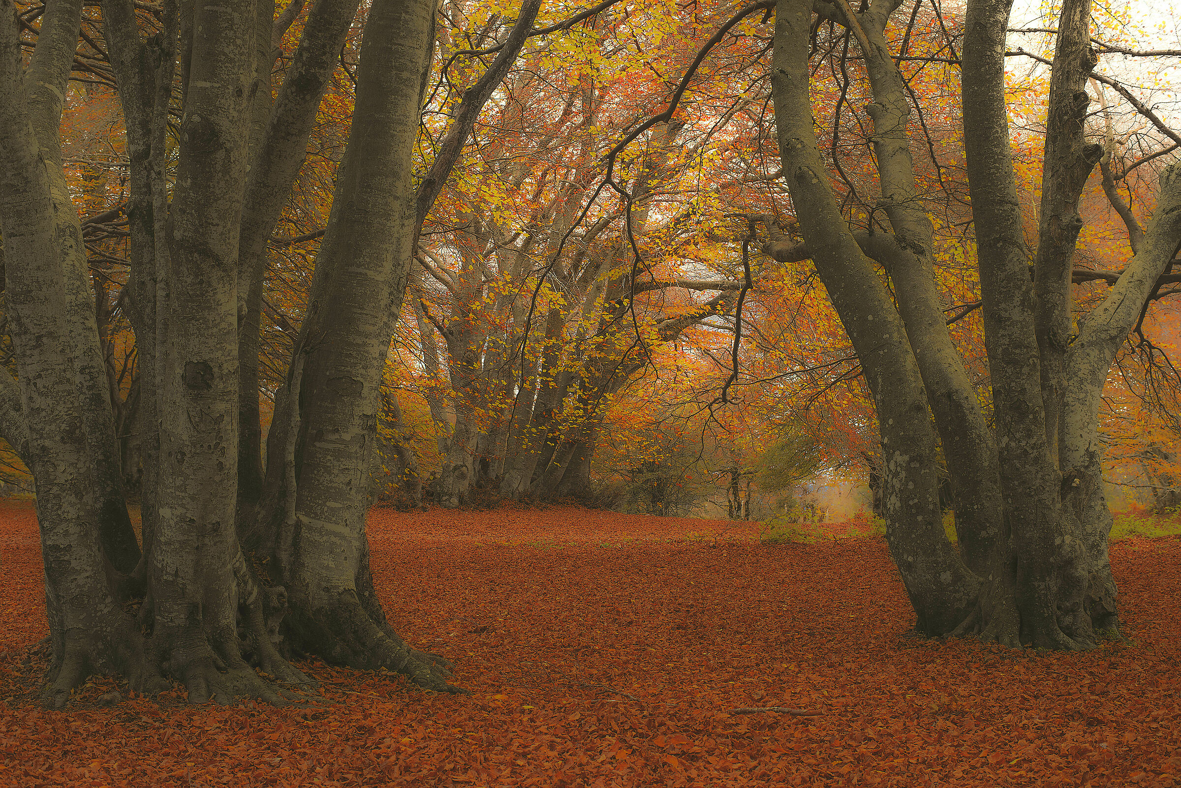 Canfaito Forest, Autumn