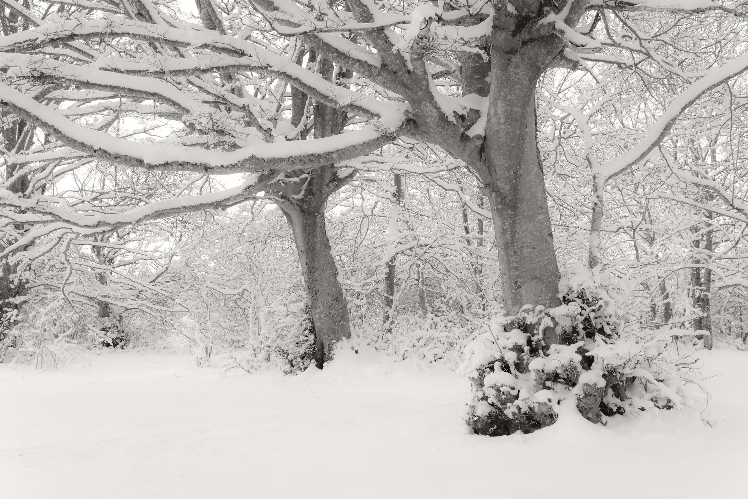 magical forest, hersing mountains