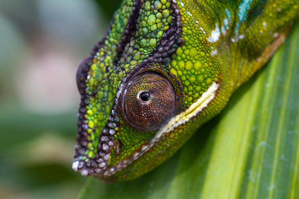 Look chameleon