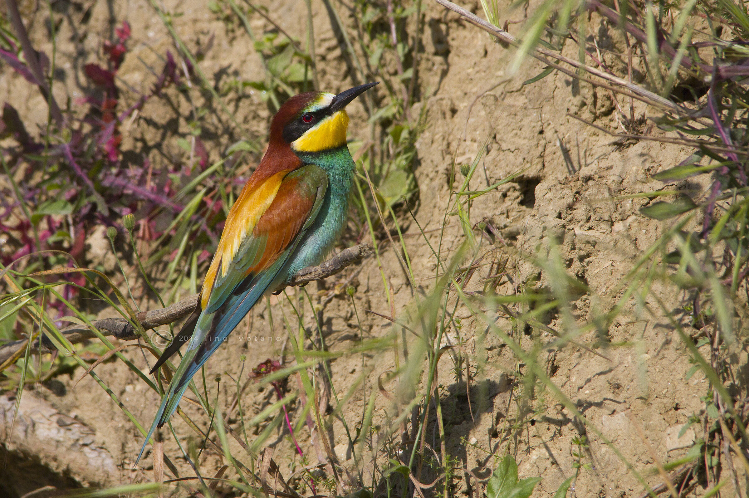 Gruccione ( Merops apiaster)