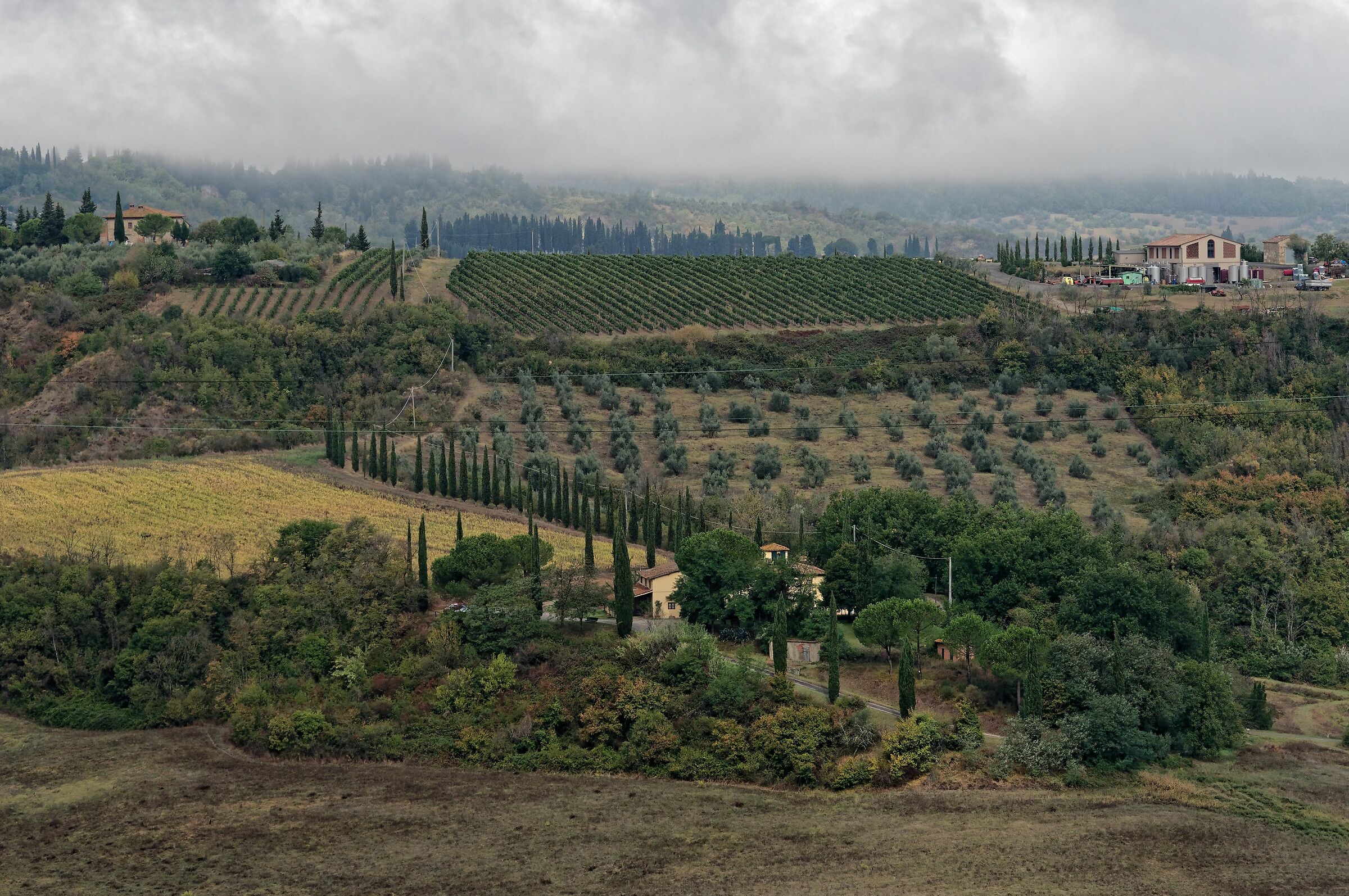 Cypresses in the valley
