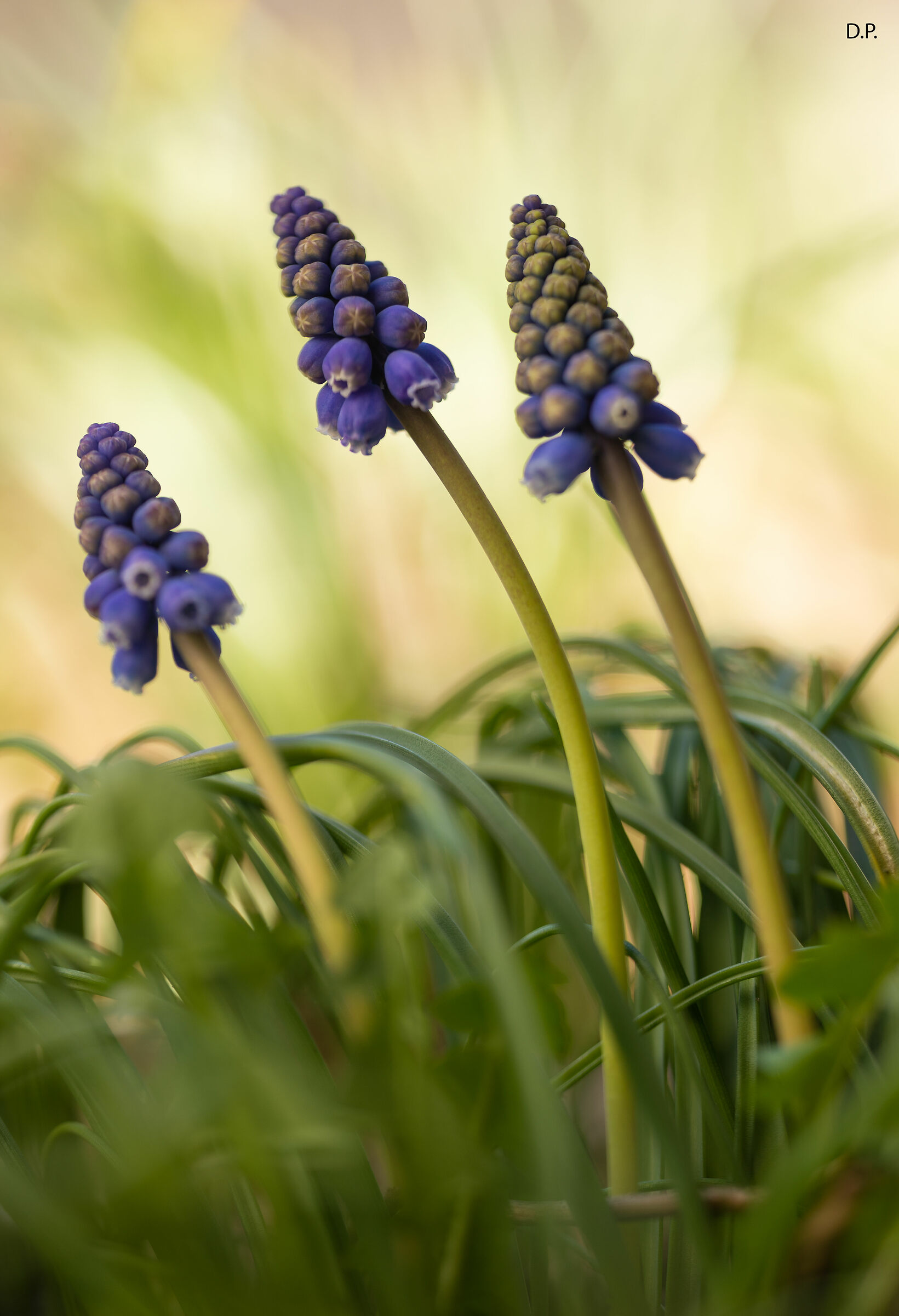 Muscari