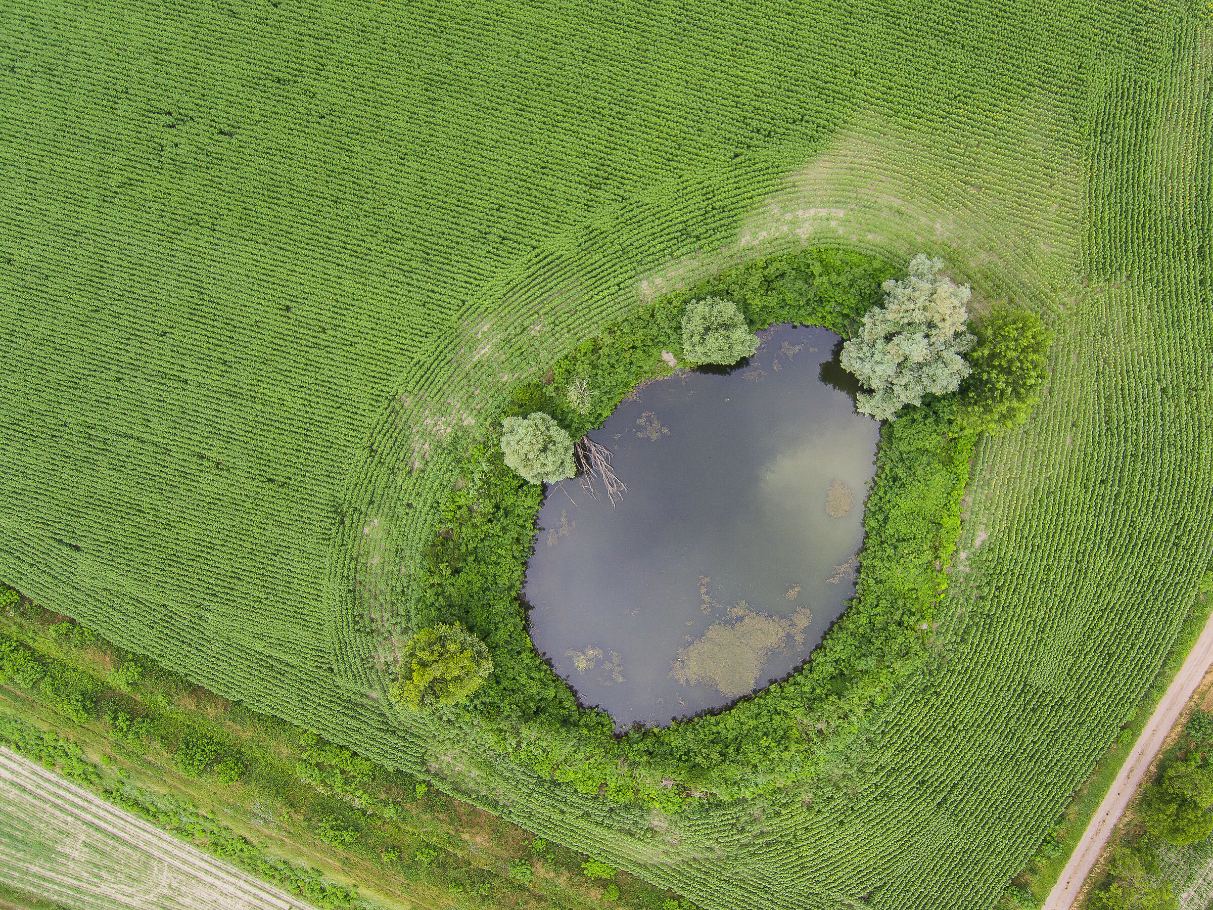 The bodrio, ponds i re-orgiva in the govee of the Po