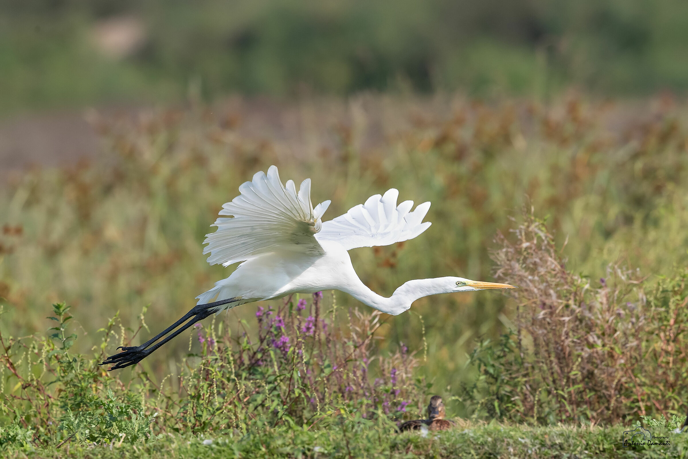 Airone bianco maggiore