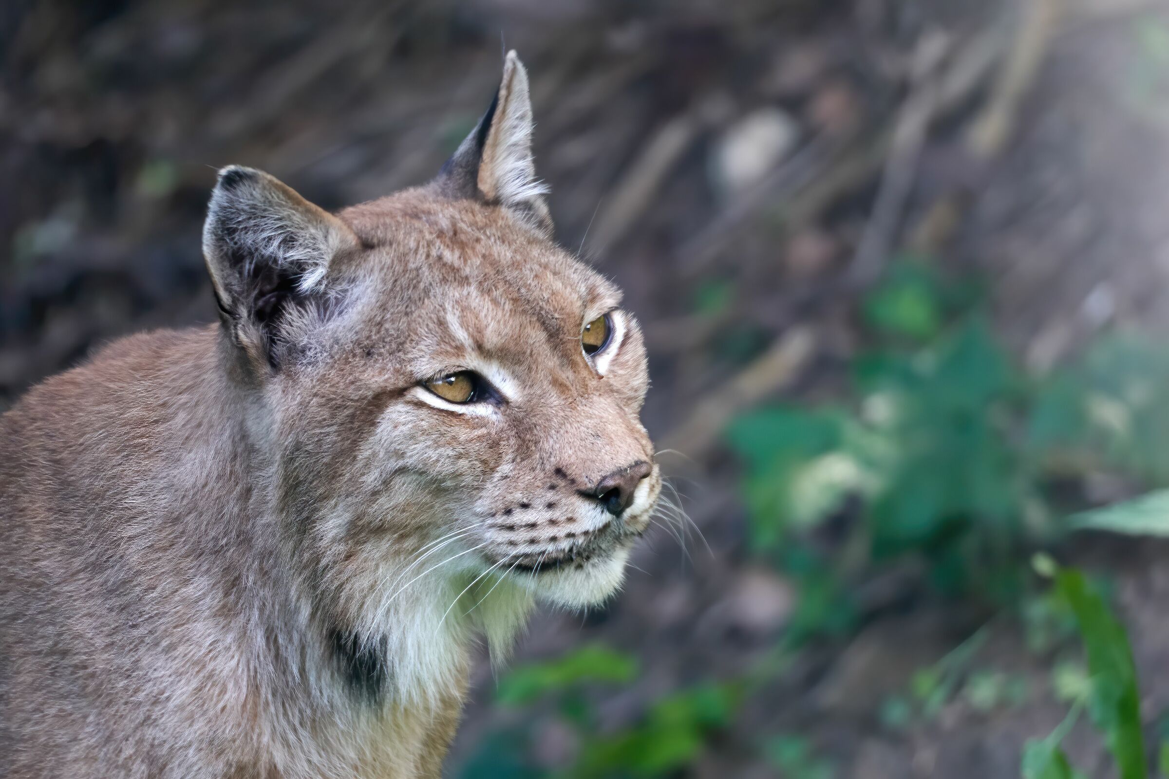 European lynx
