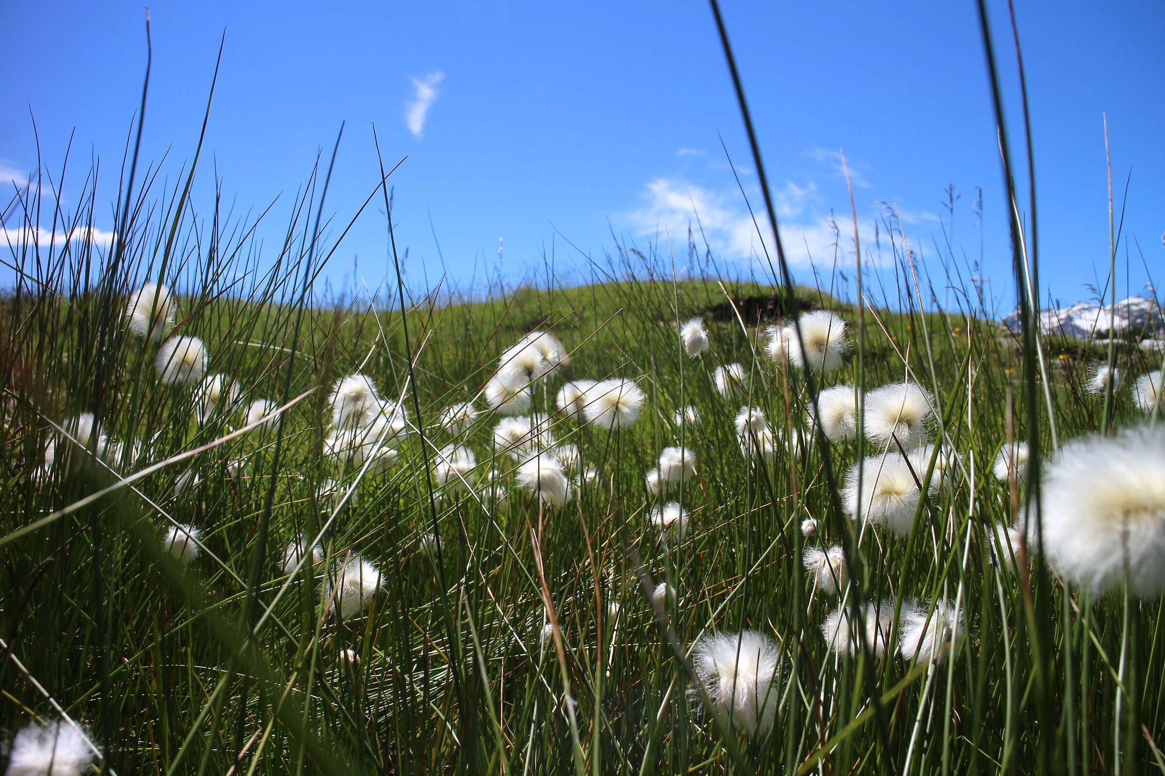 Mountain flowers