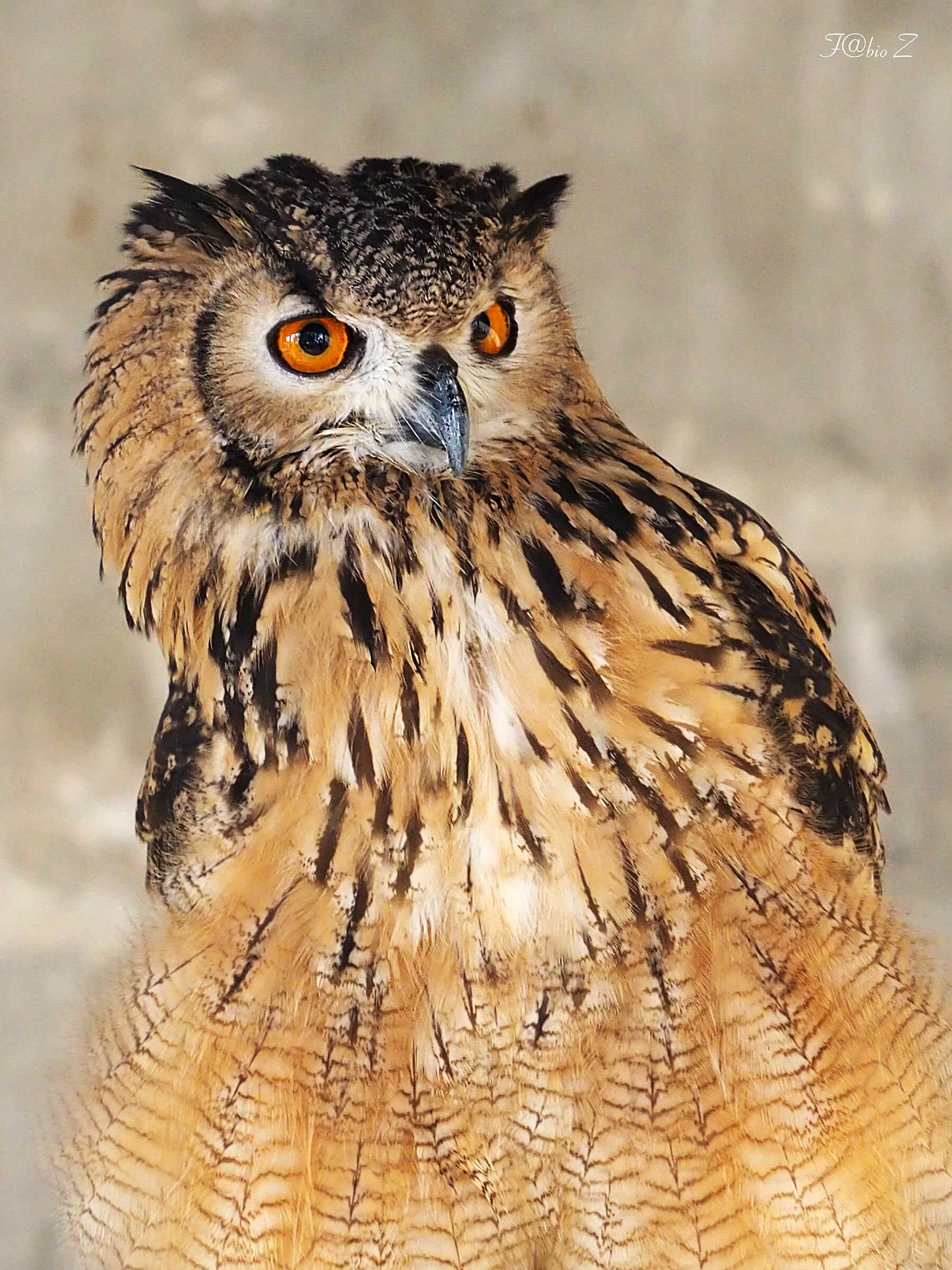 Gufo Reale femmina