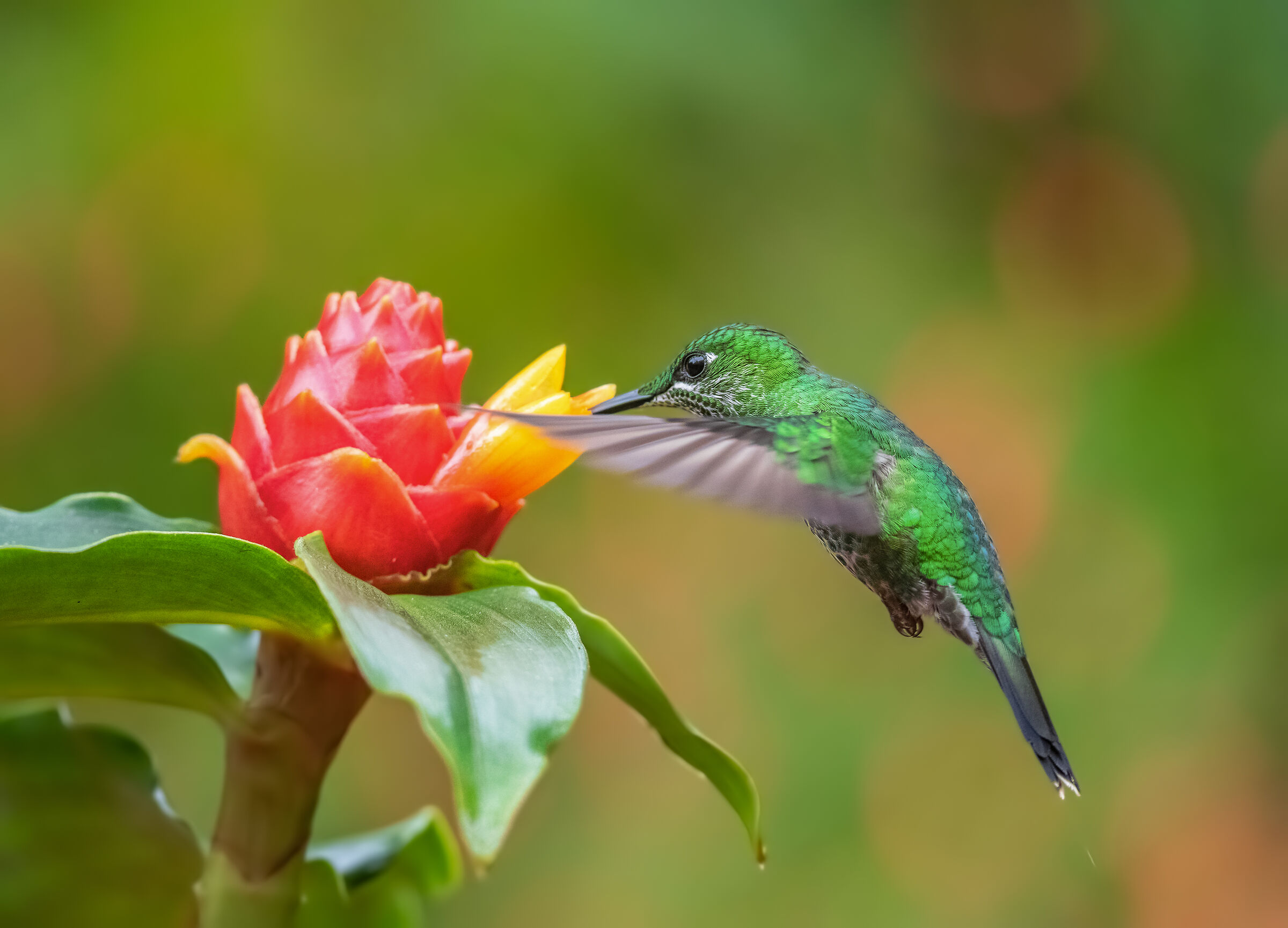 so much desire for nectar