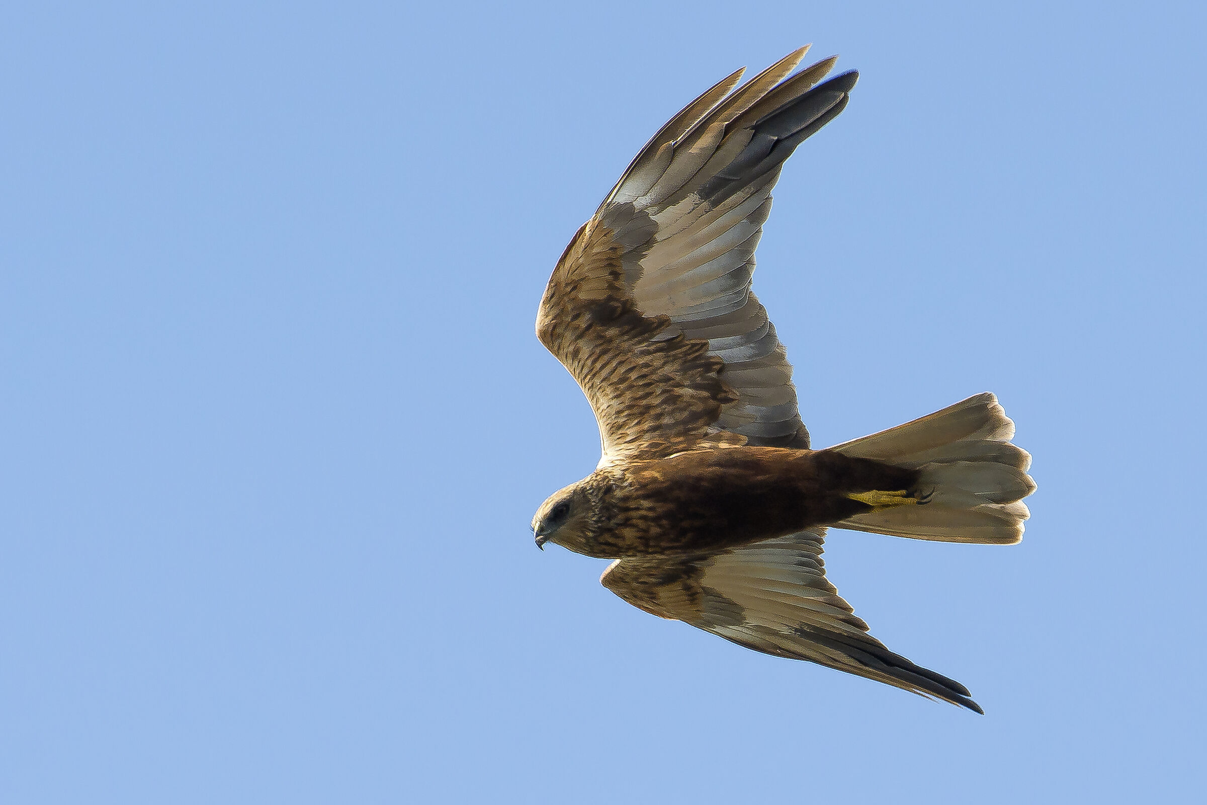 Falco di palude maschio