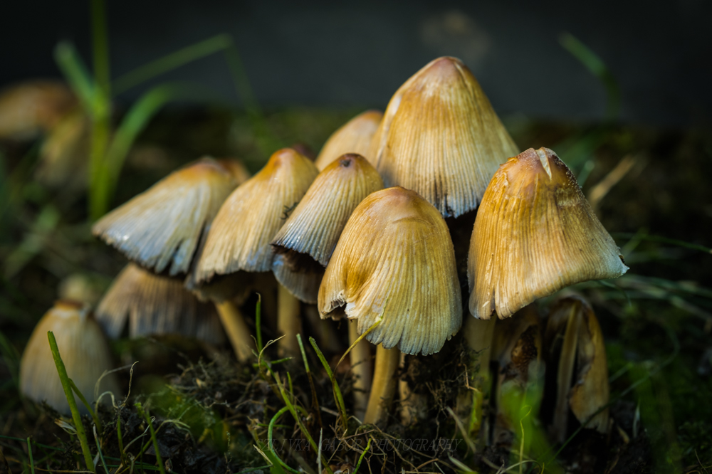 little mushroom