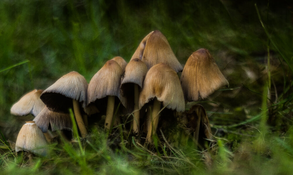 little mushroom 2