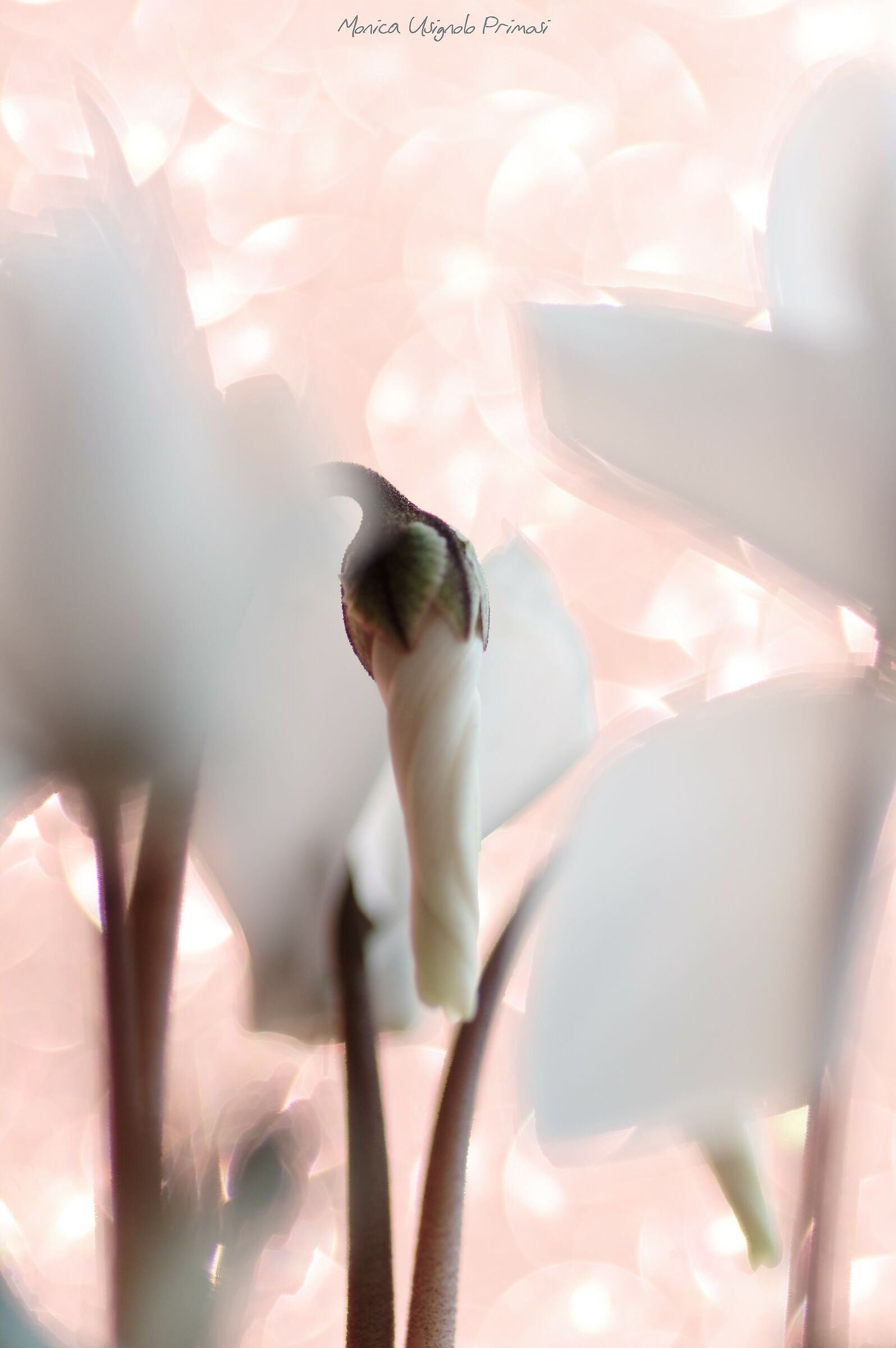 Cyclamen
