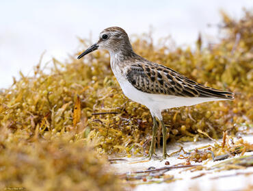 Calidris minutilla