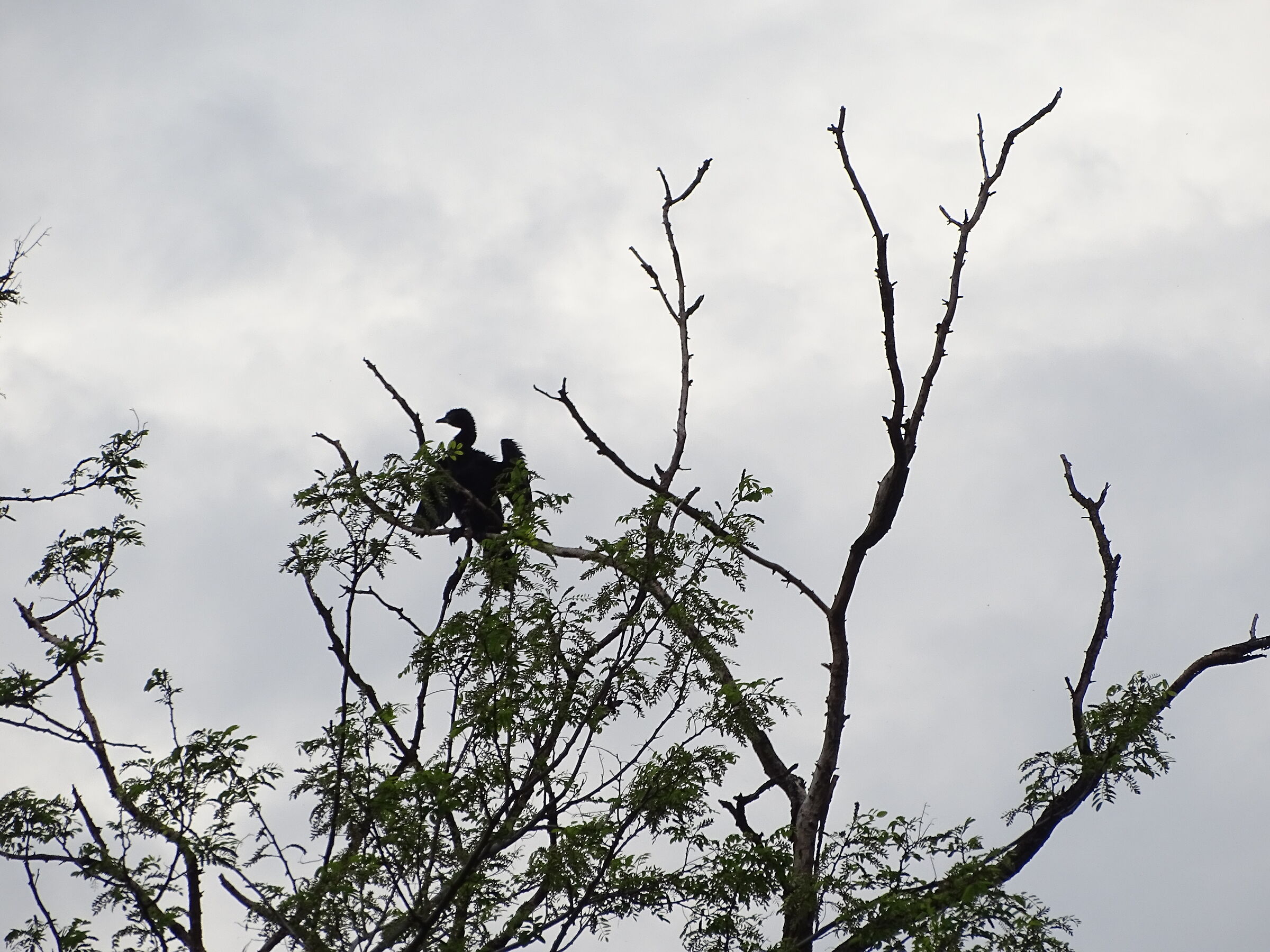 Cormorant