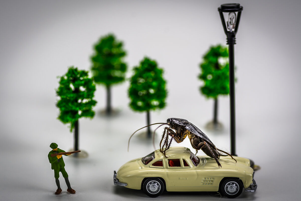 Il cacciatore di scarafaggi