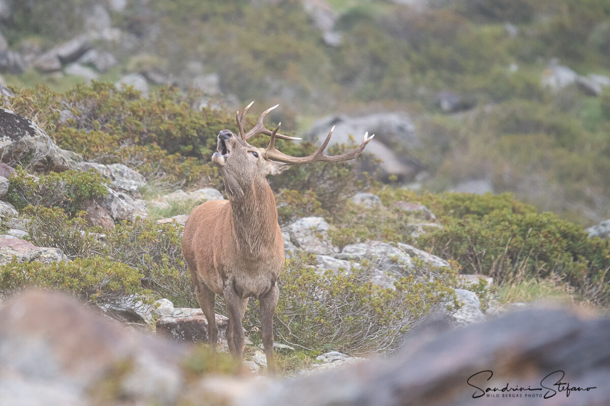 Let The Sabbath Begin