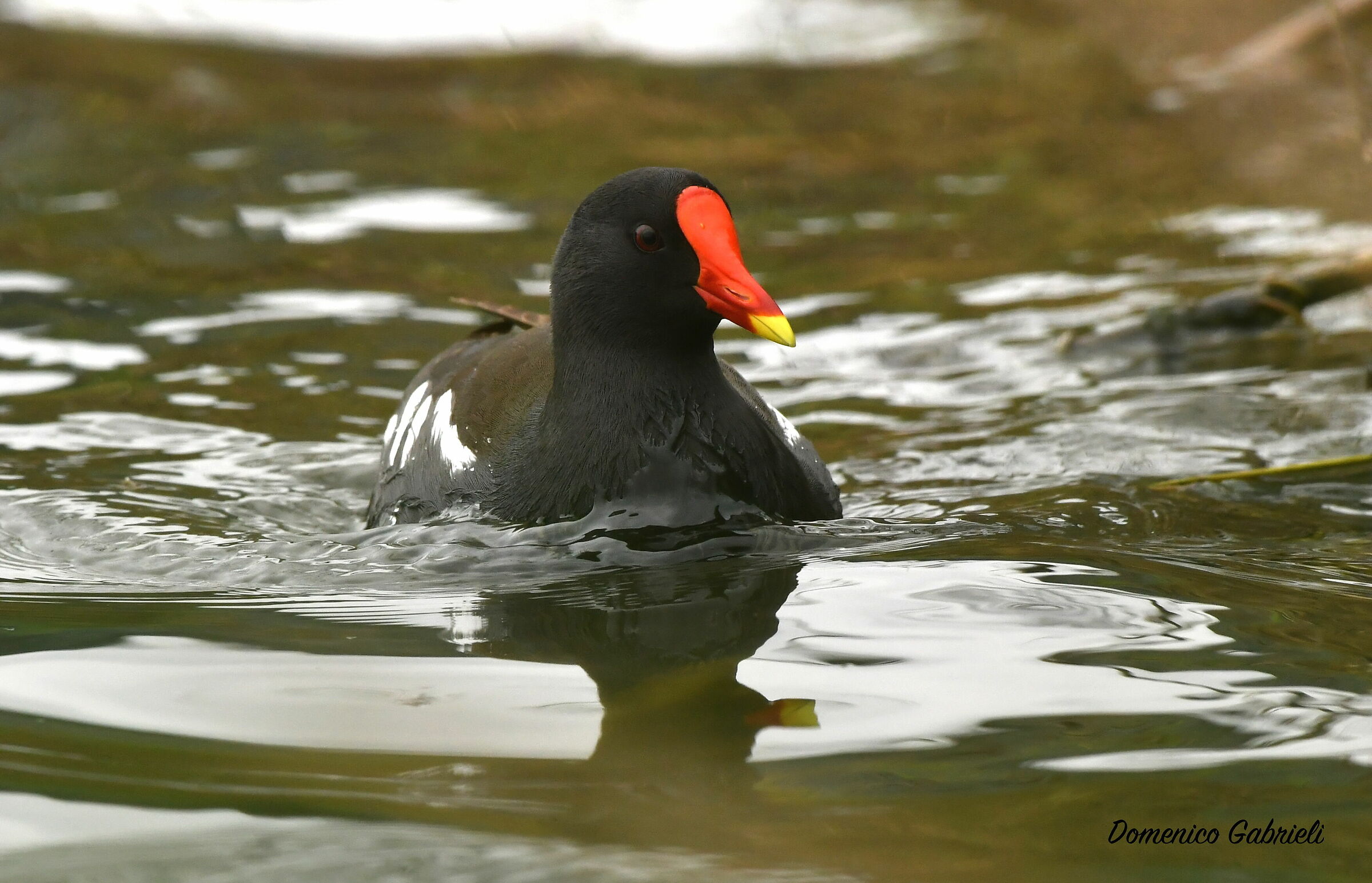 water hen