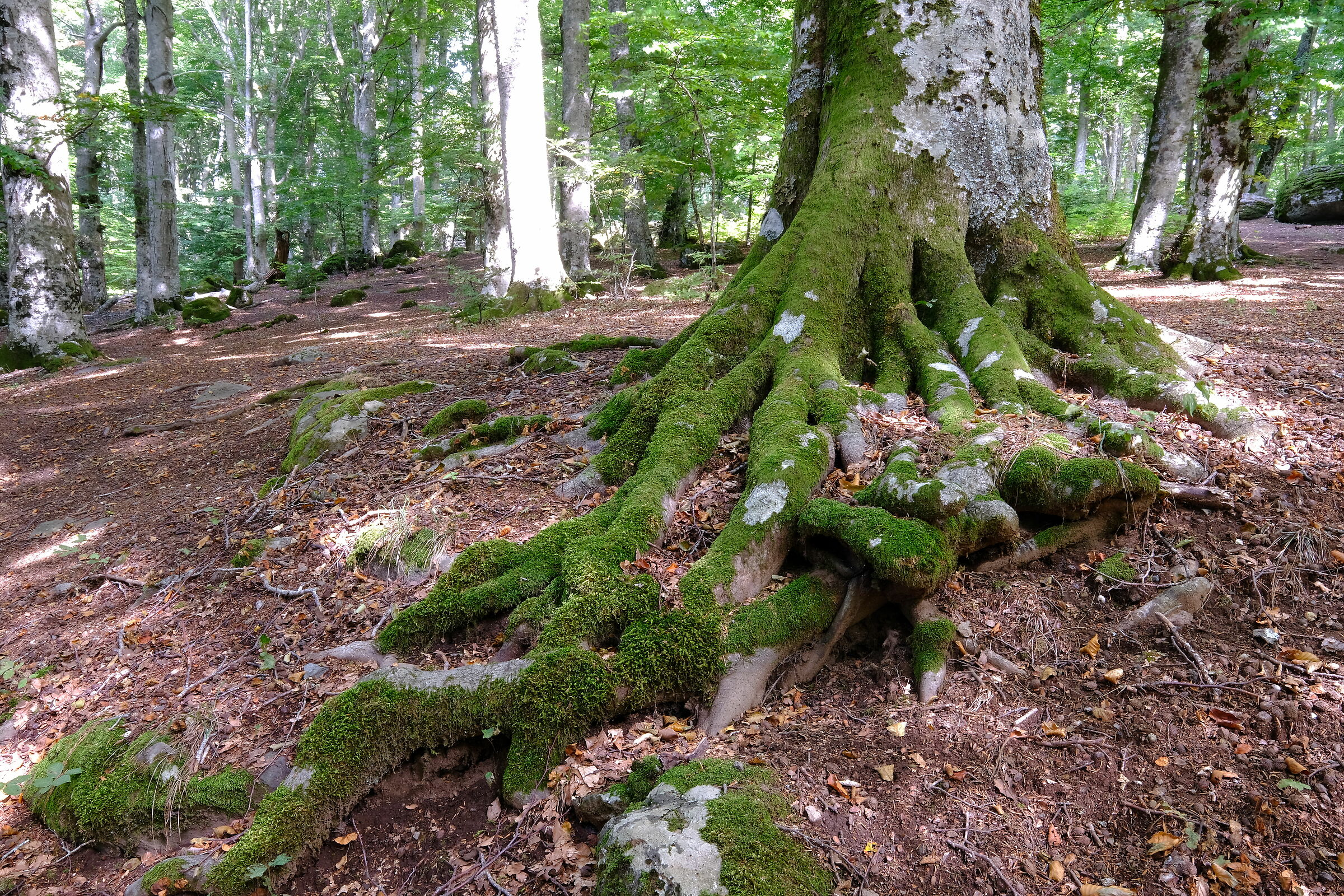 monti cimini faggeta