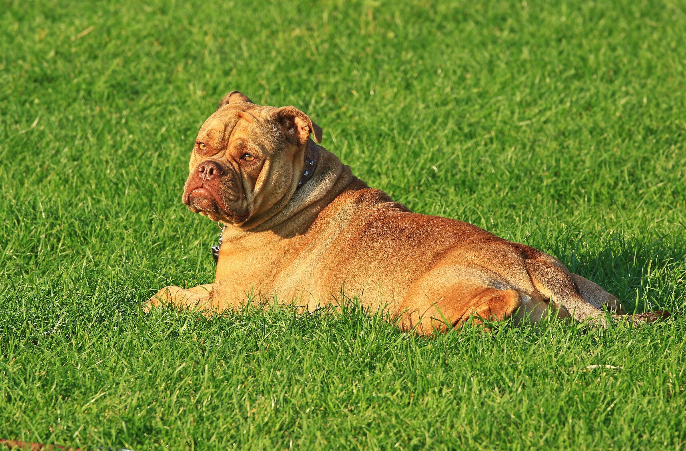 Cane molto simpatico (da lontano) ...........