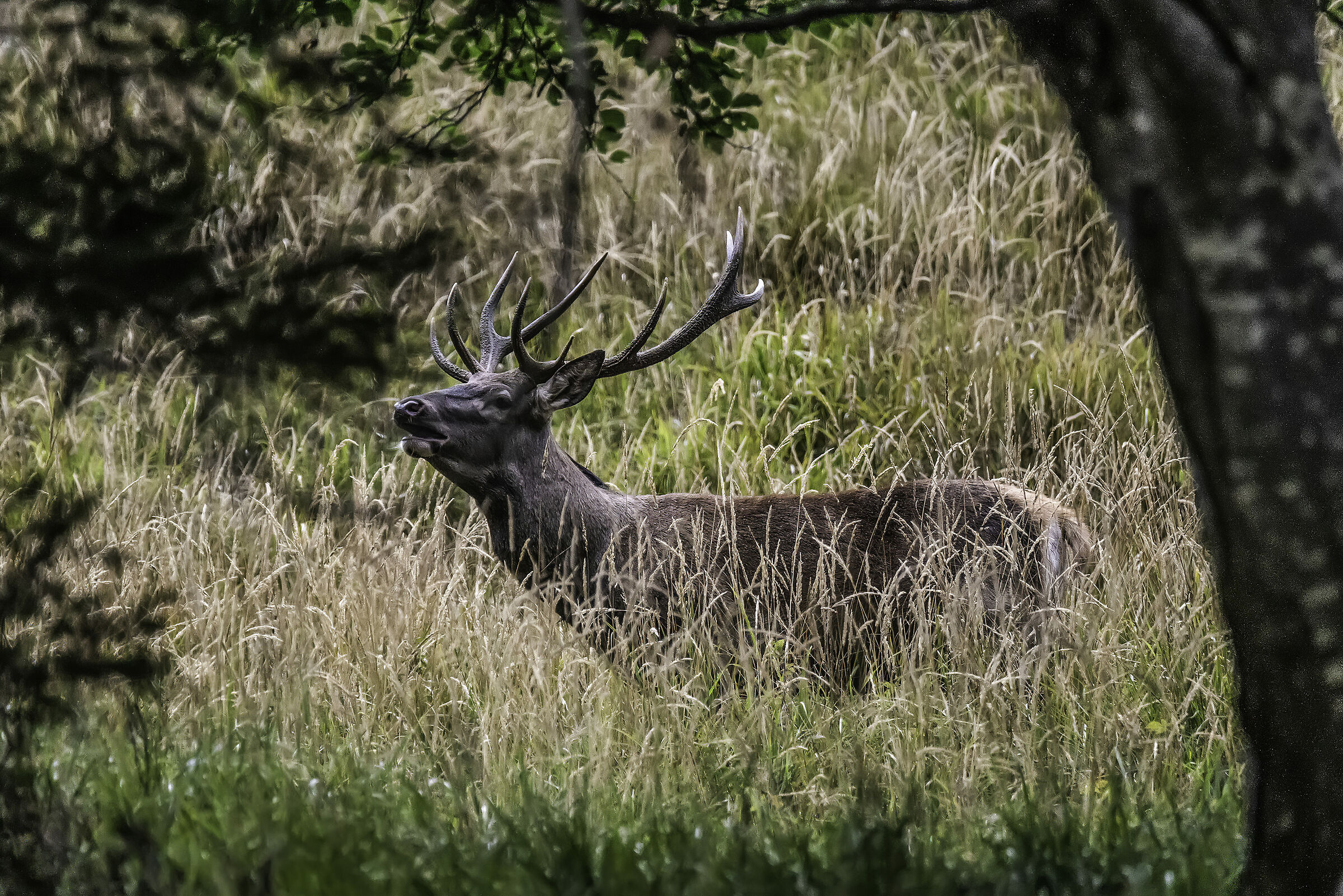 Male deer 2019