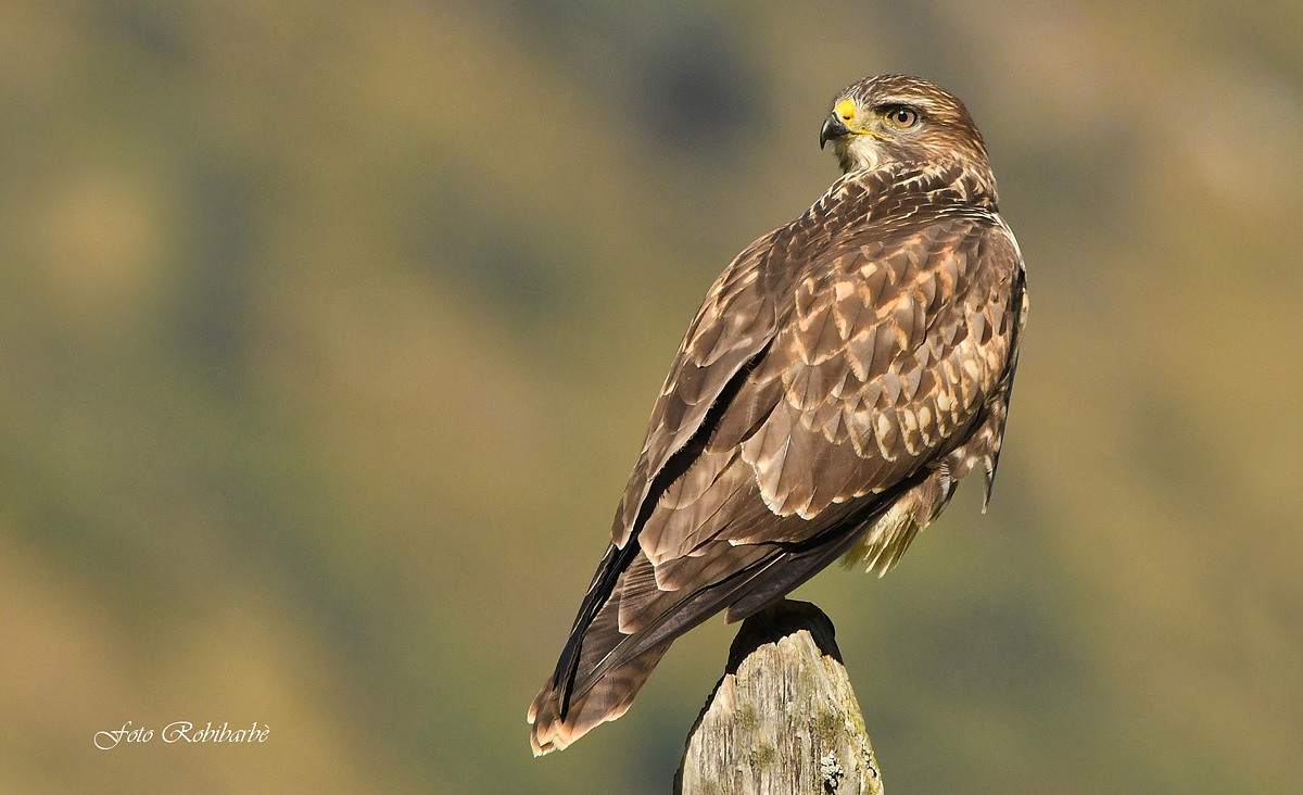 buzzard...