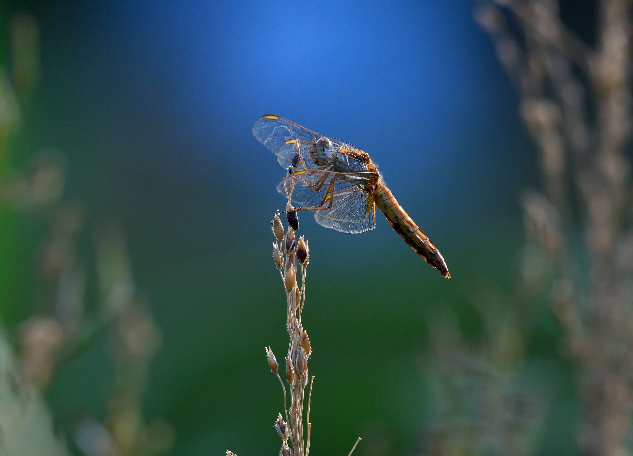 Crocothemis Erytraea female