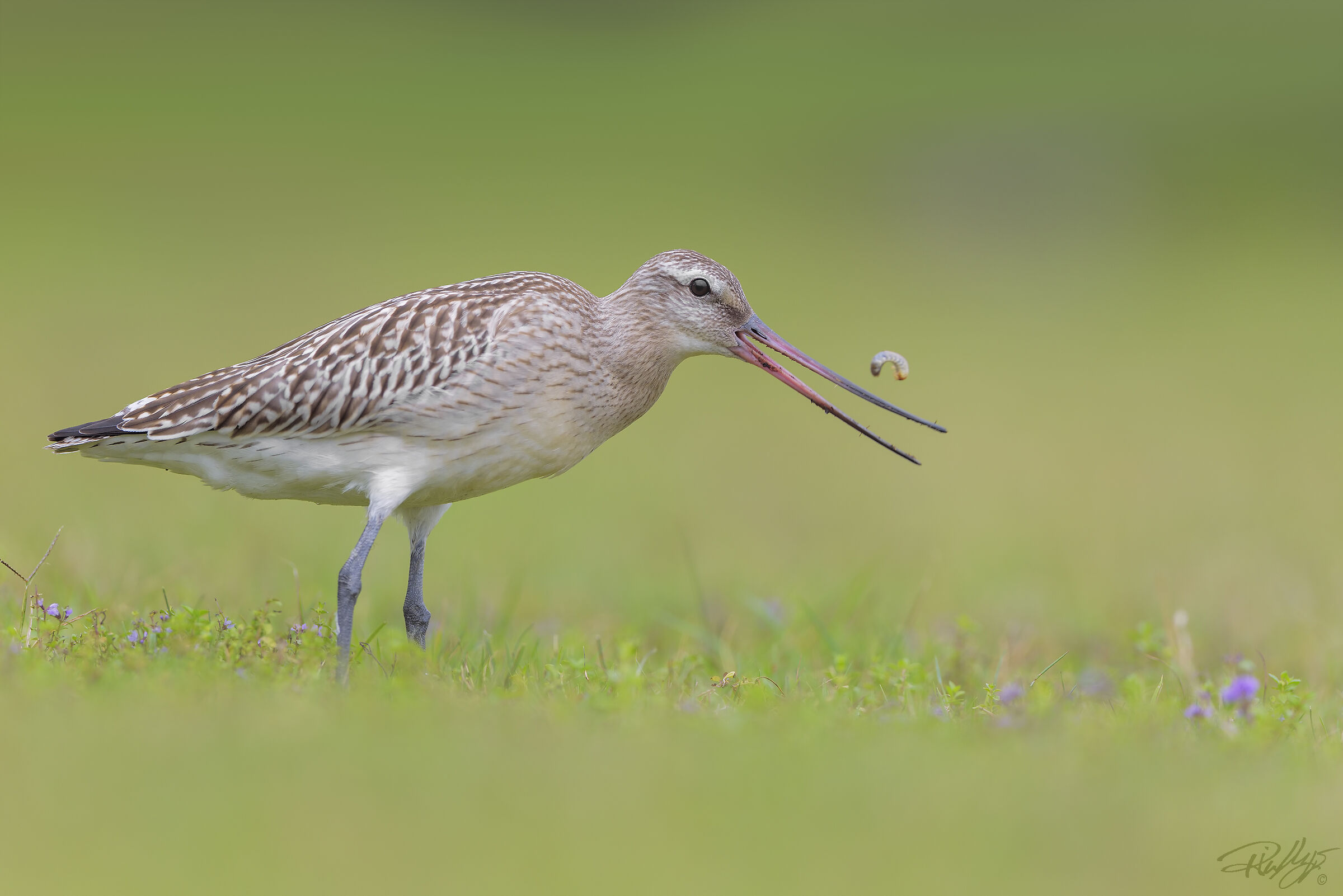 The prey of the Lesser Pittima