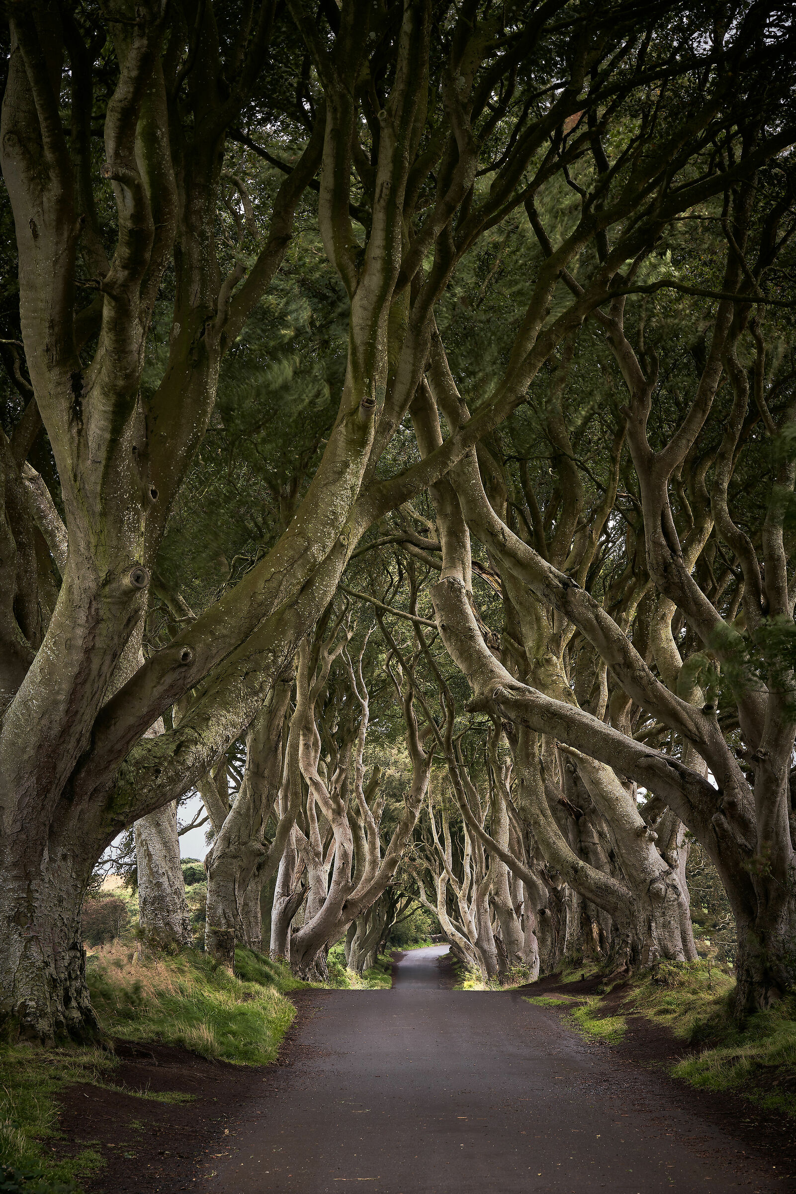 Dark Hedges