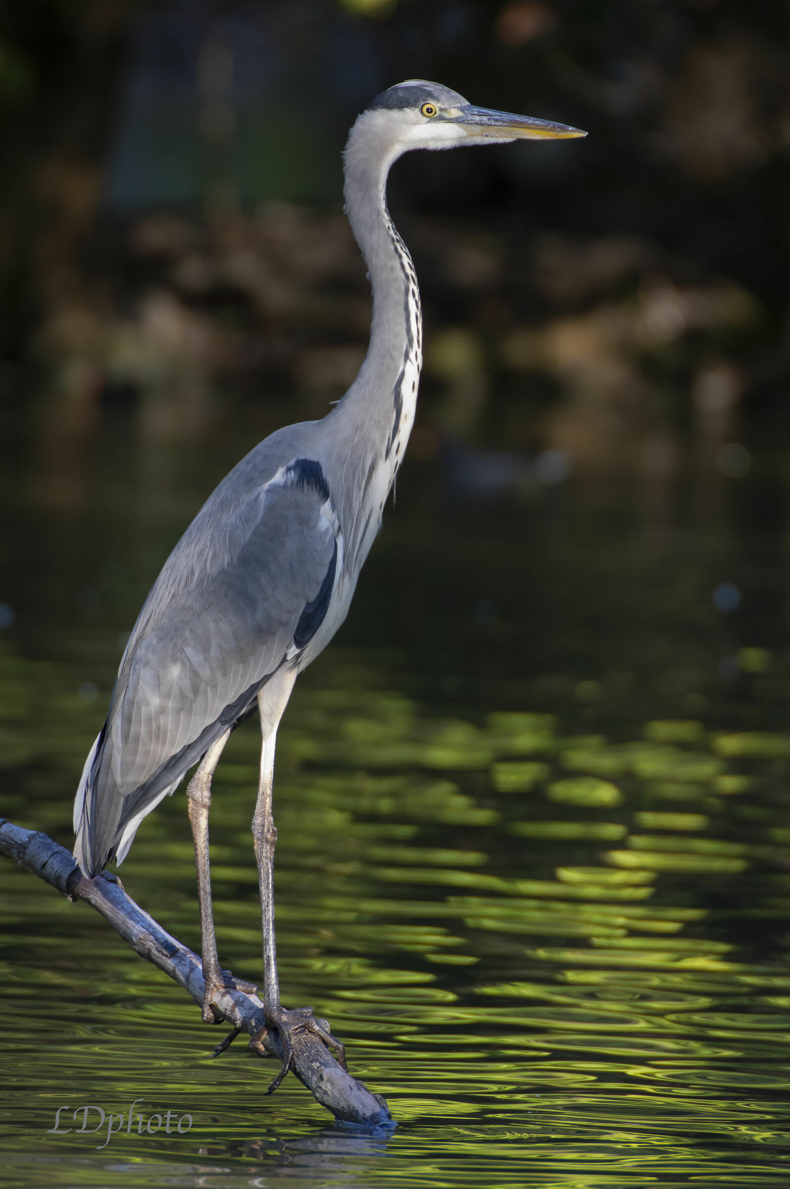 Young Ash - Cinerea Ardea