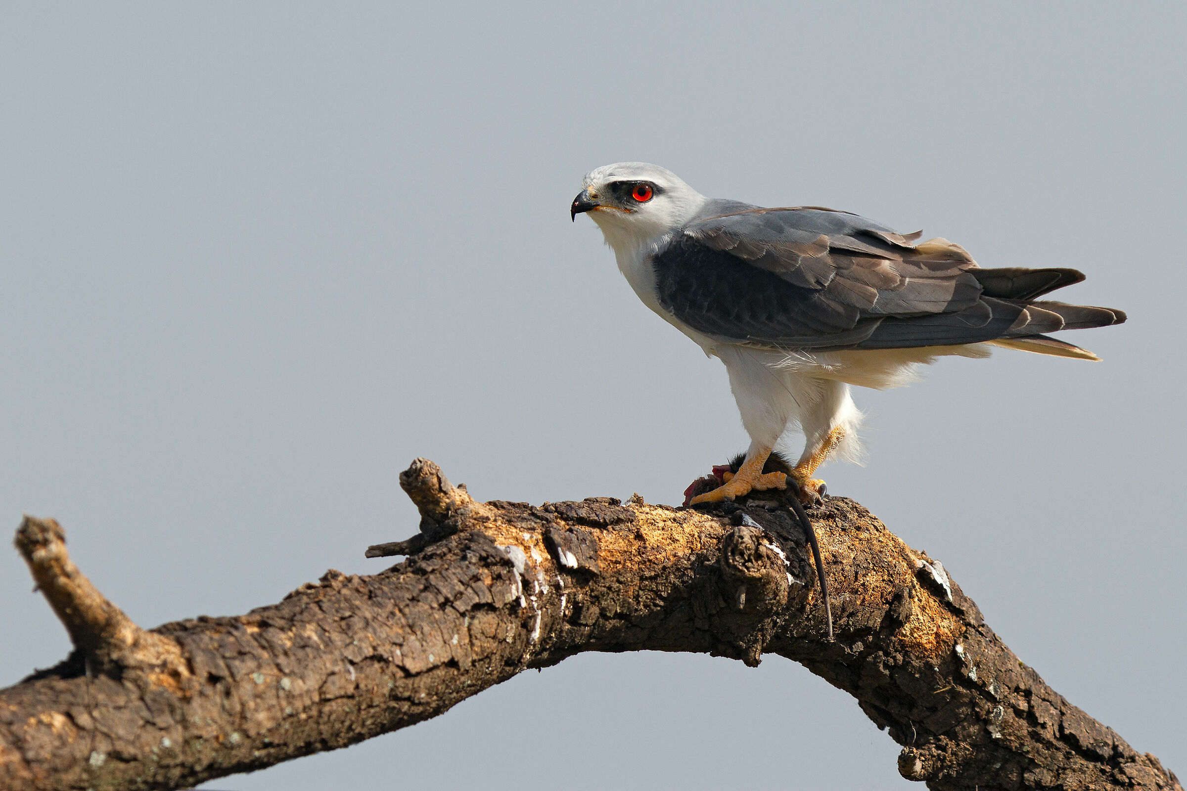 Nibbio bianco con preda