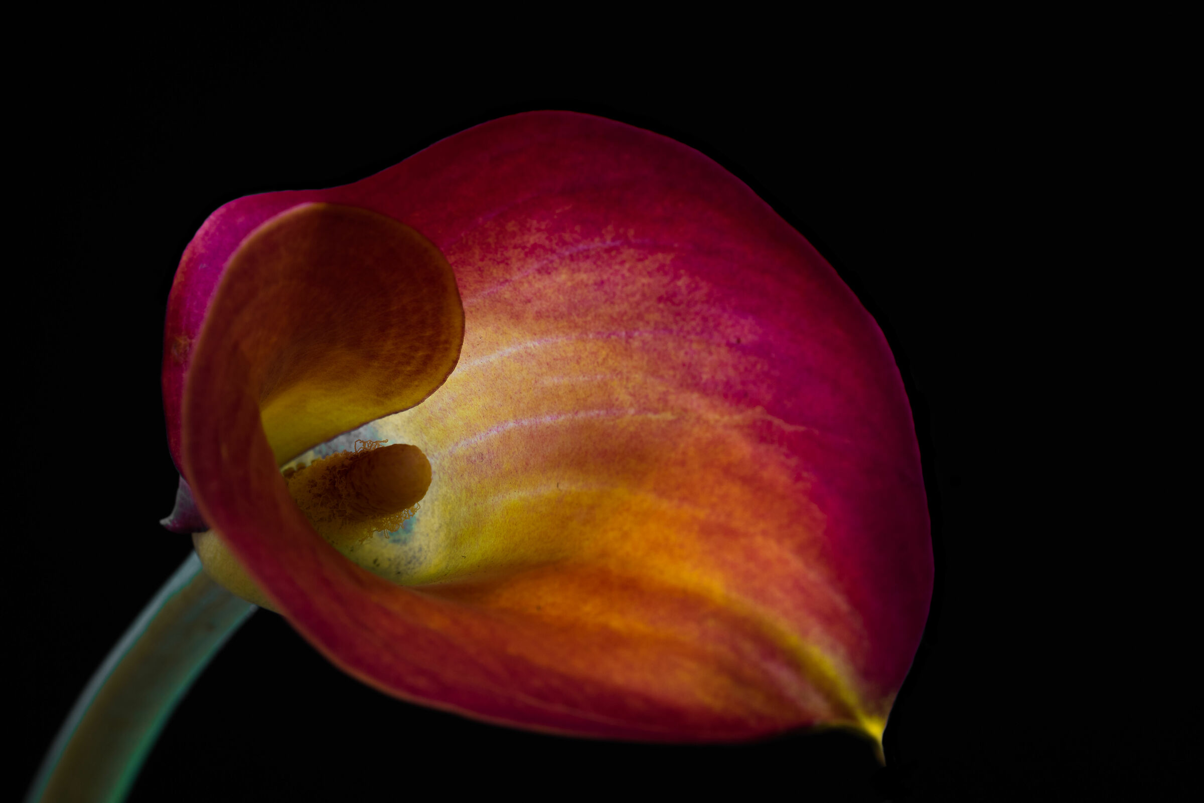 calla