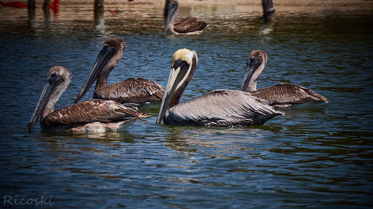 Pelicans